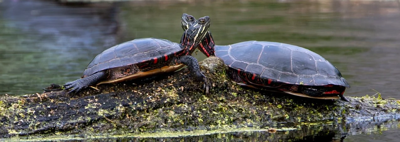 Painted Turtles - duet yoga pose