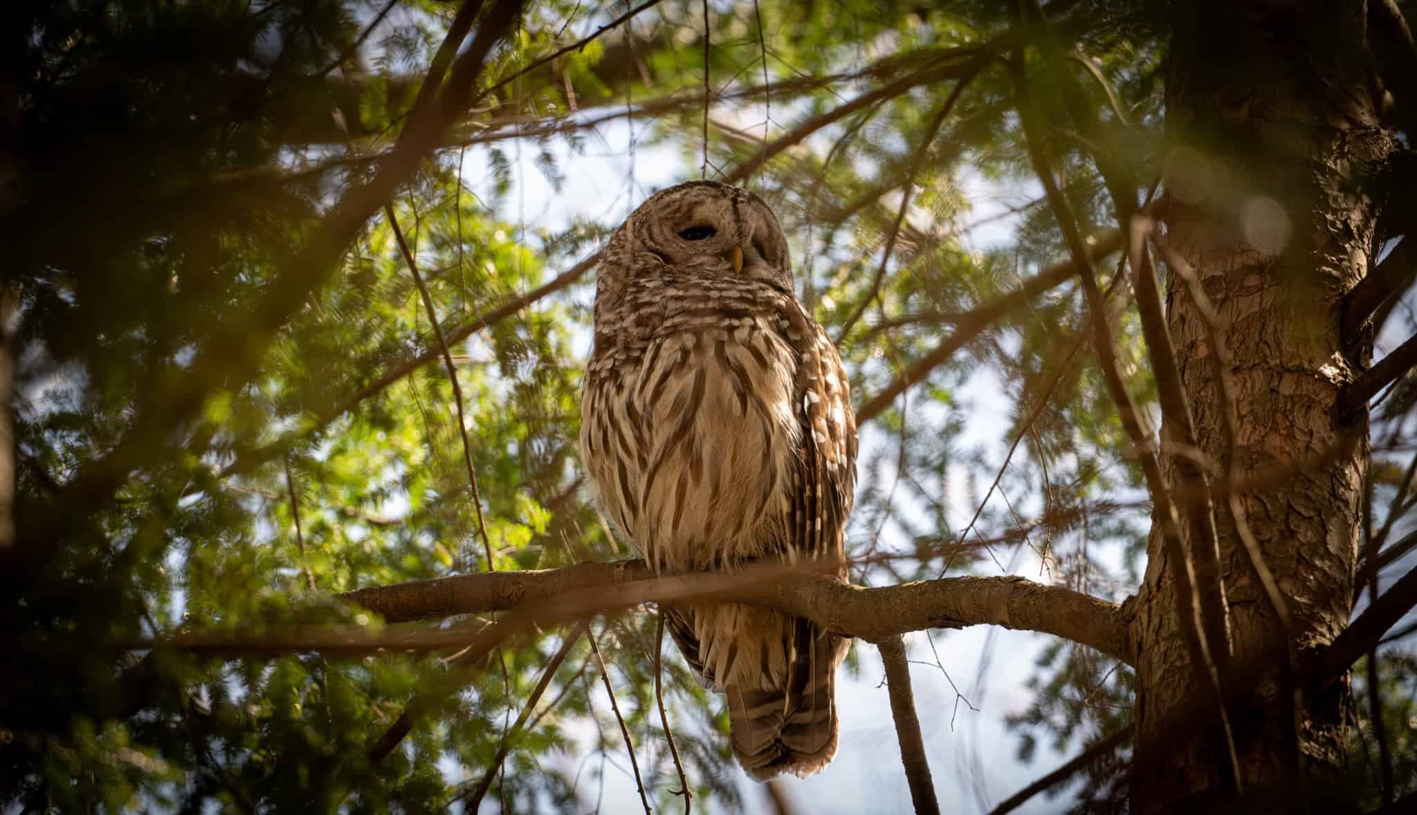 Barred Owl near his nest