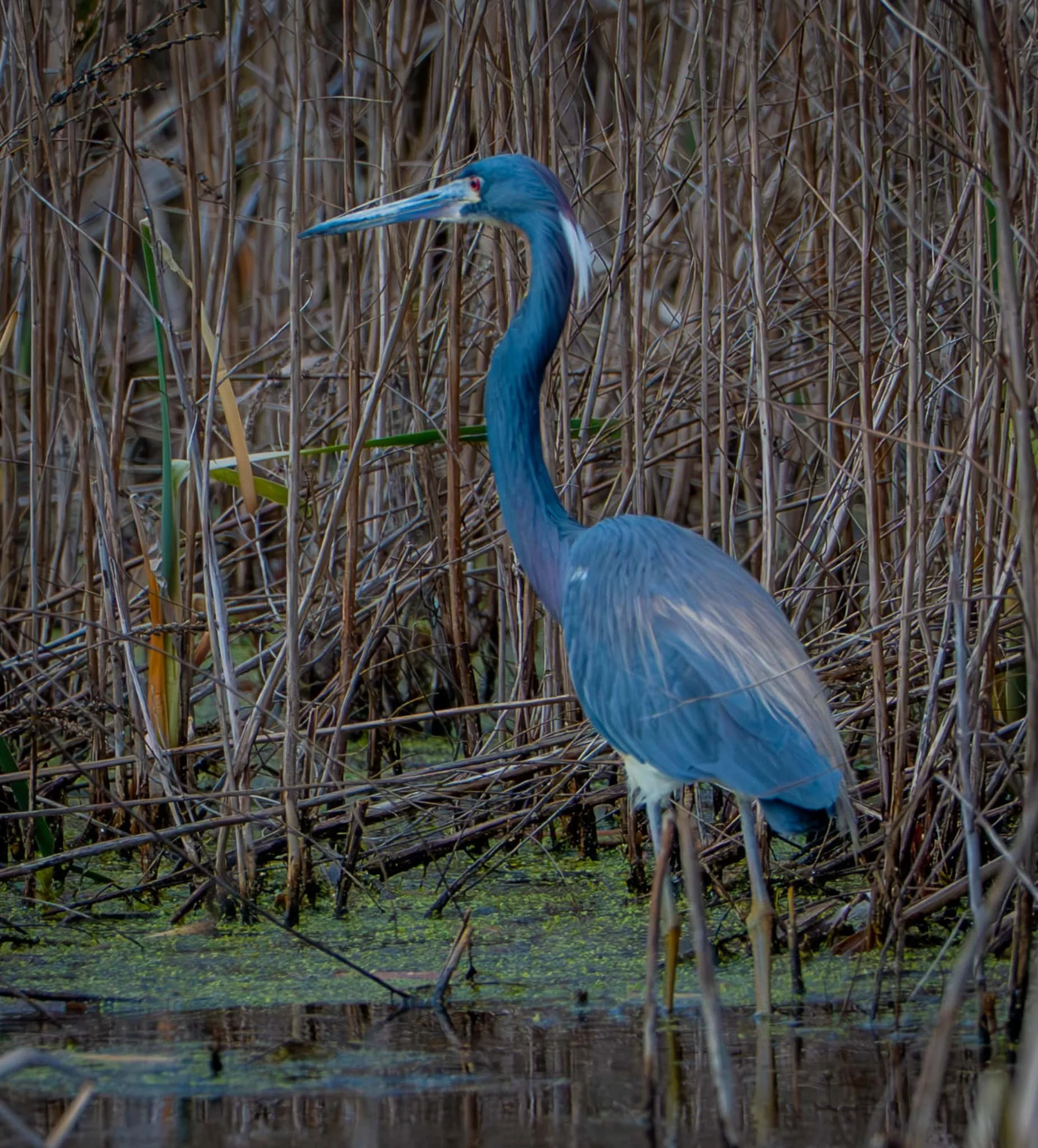 Tricolored Heron looking for lunch