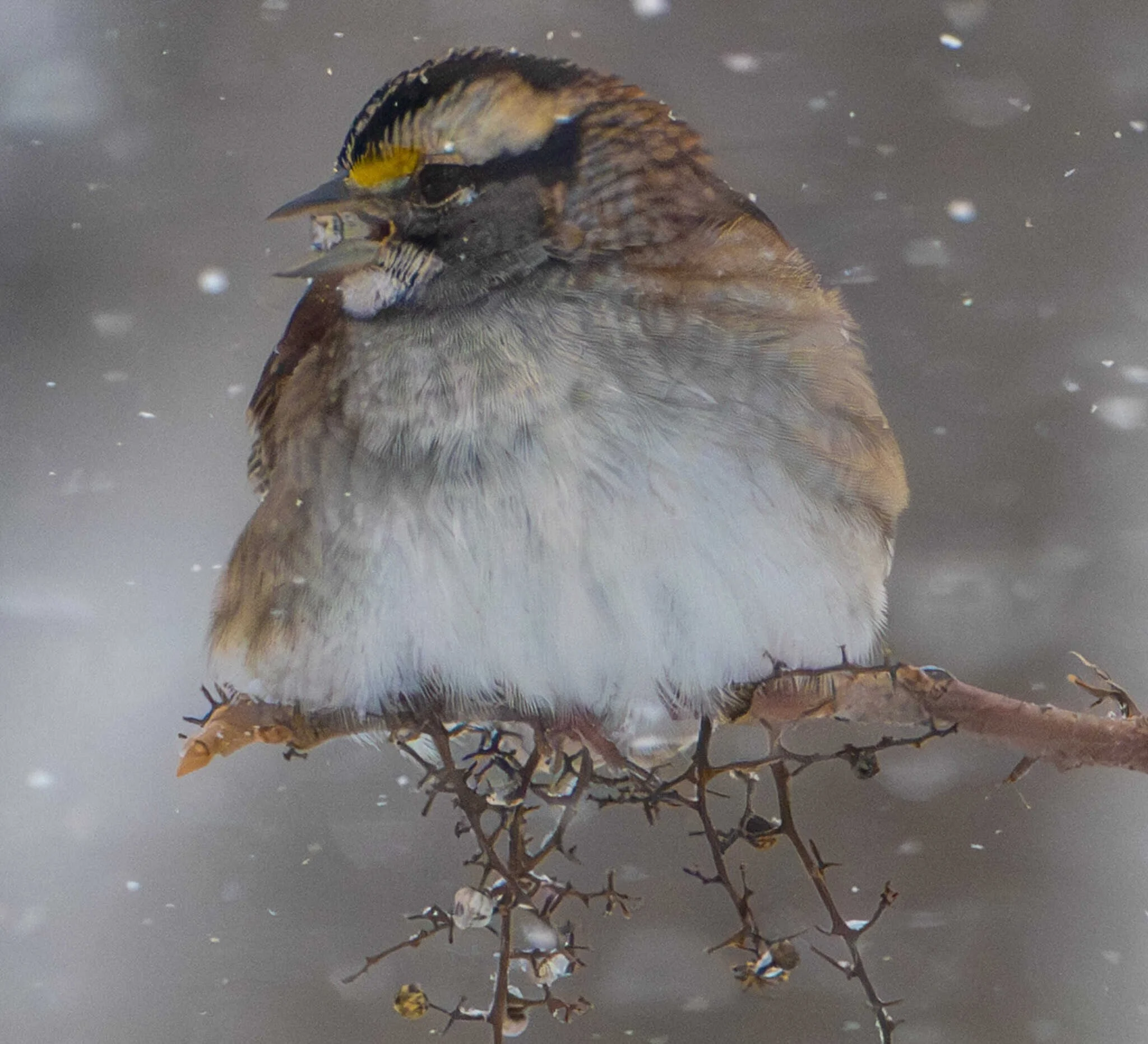 A White-throated Sparrow with a diamond engagement ring in its bill