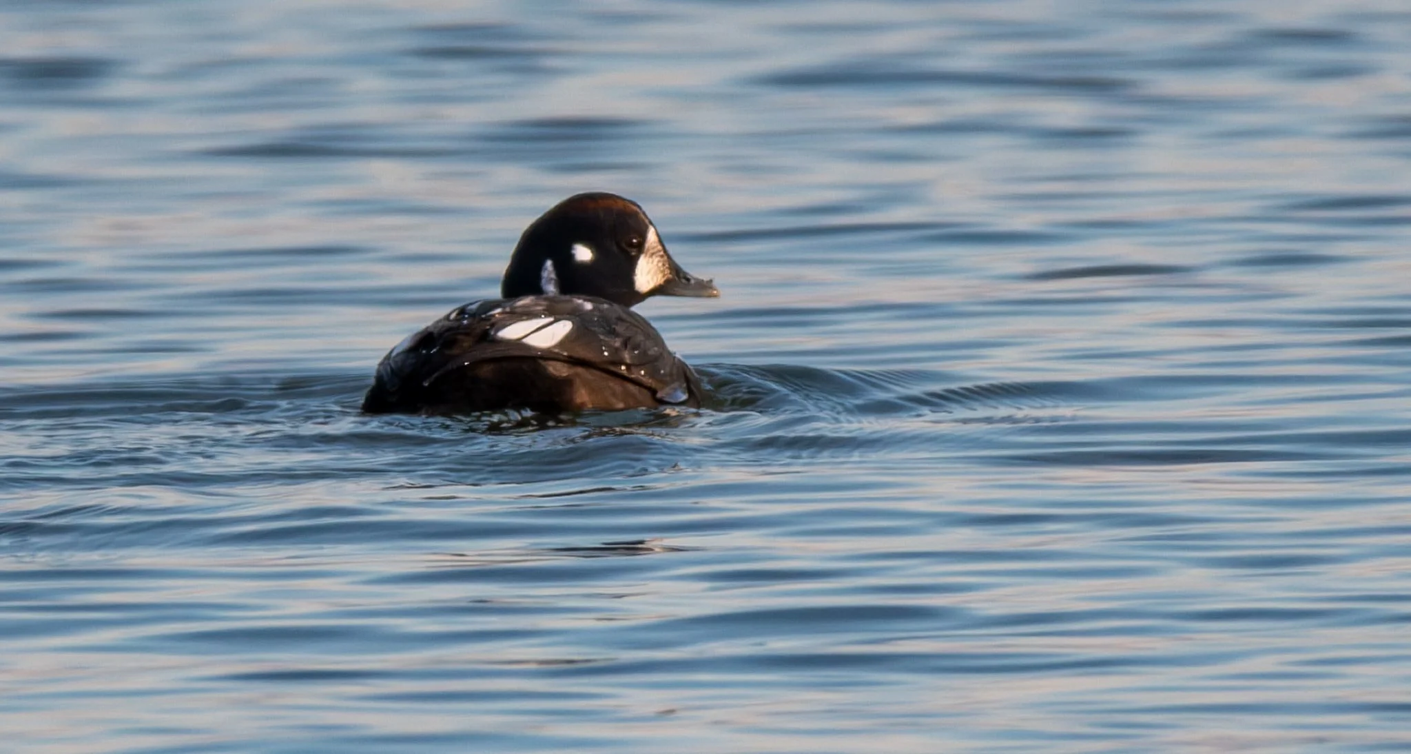 Harlequin Duck making a rare appearance this winter