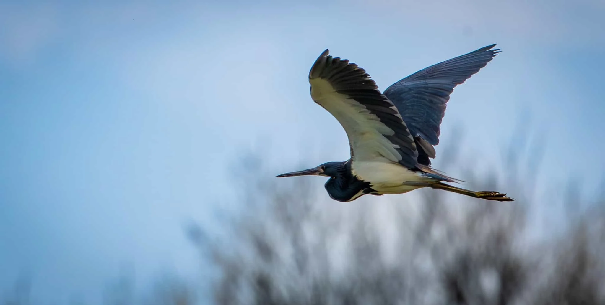 Tricolored Heron - another WNY rarity