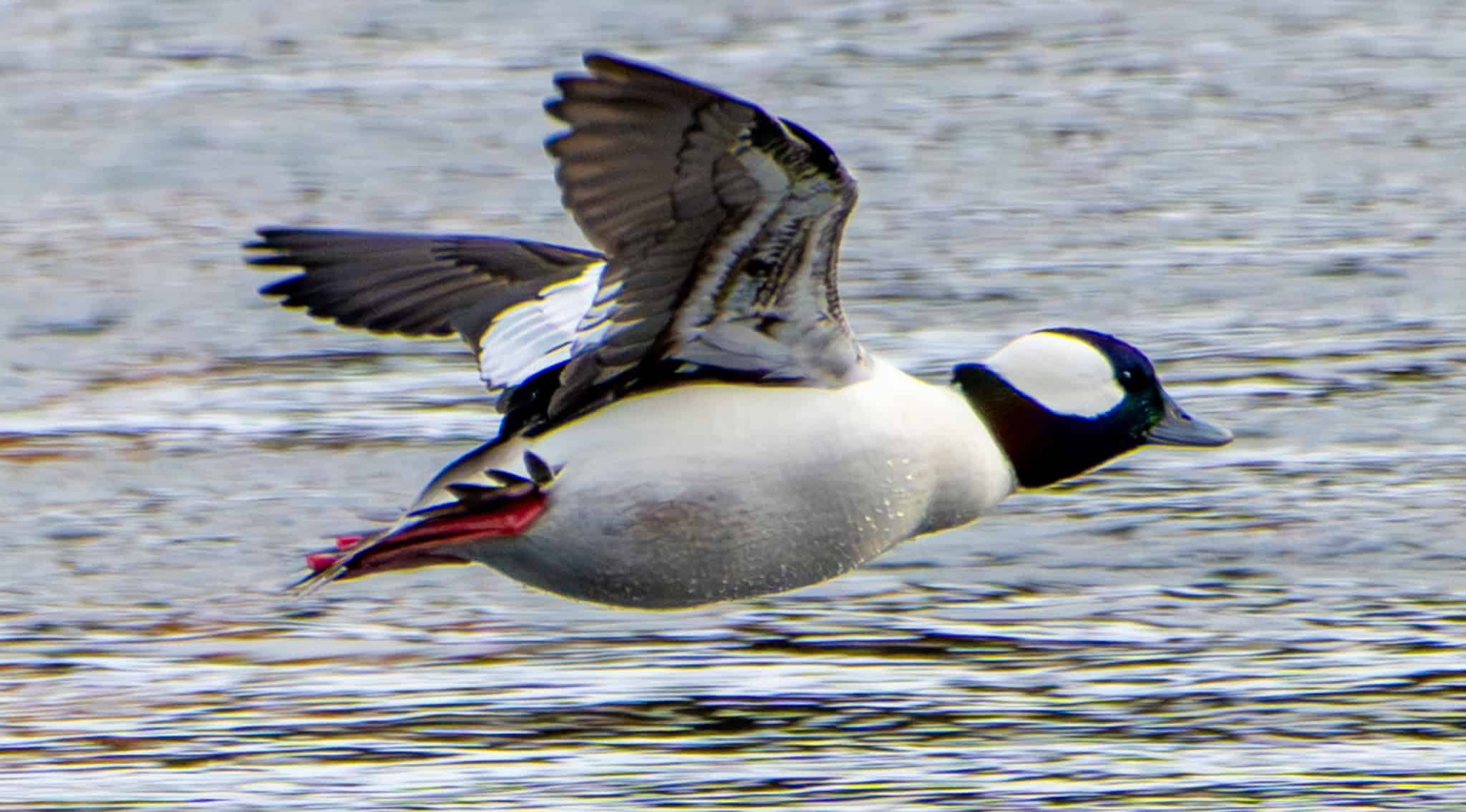 Buffleheads don't take Ozempic.
