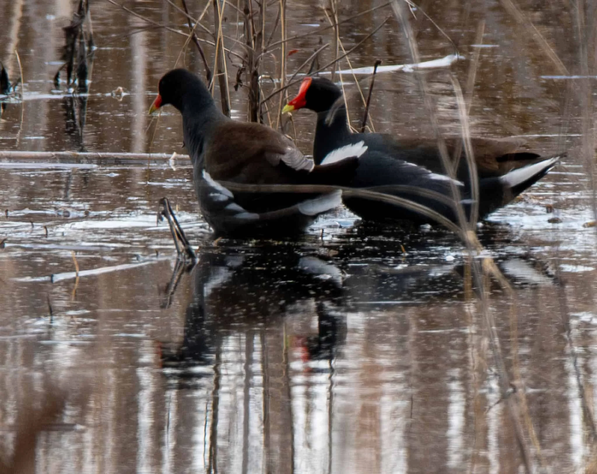 Common Gallinule