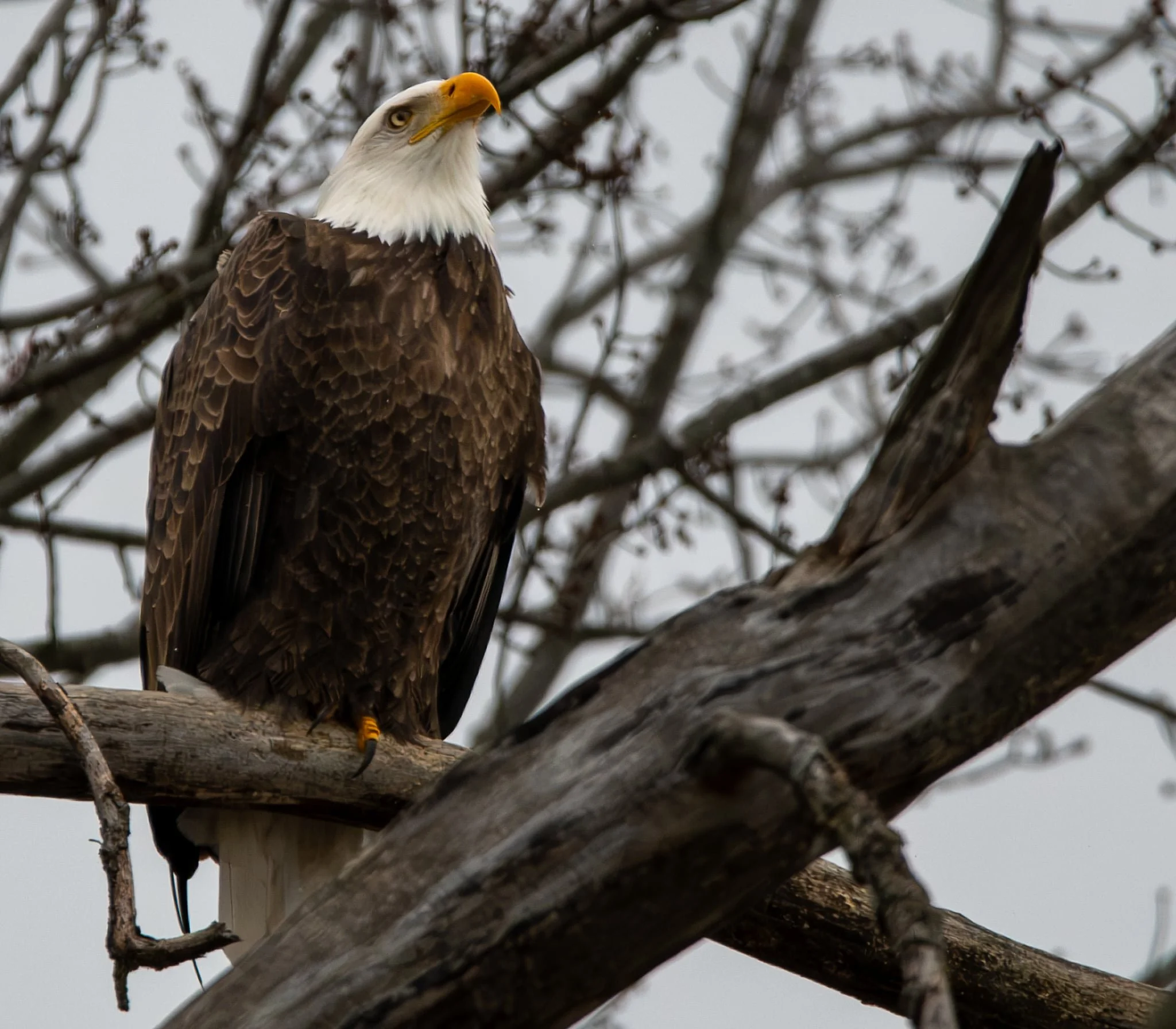 Bald Eagle watching the soaring show put on by her mate
