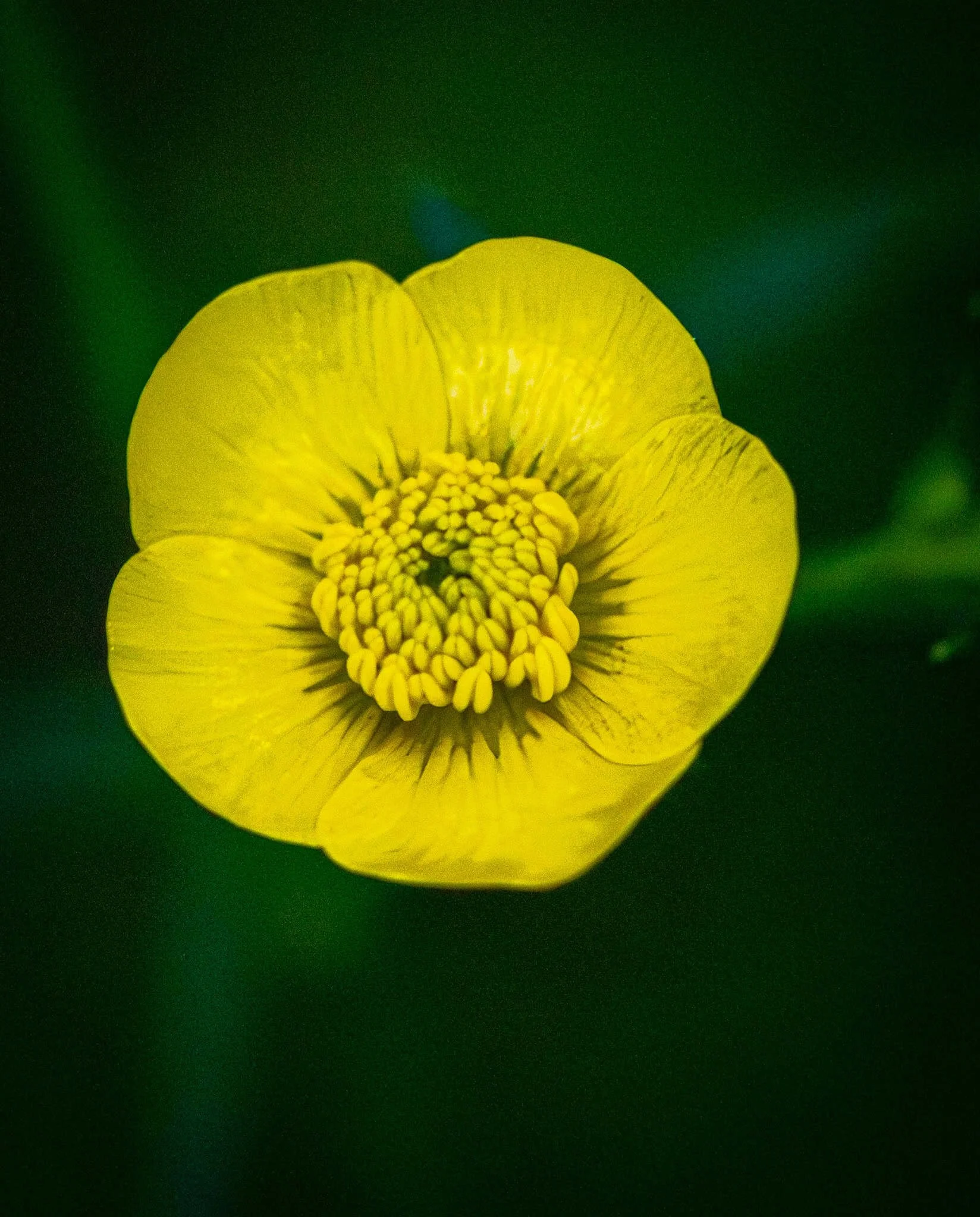 What's up, Meadow Buttercup?
