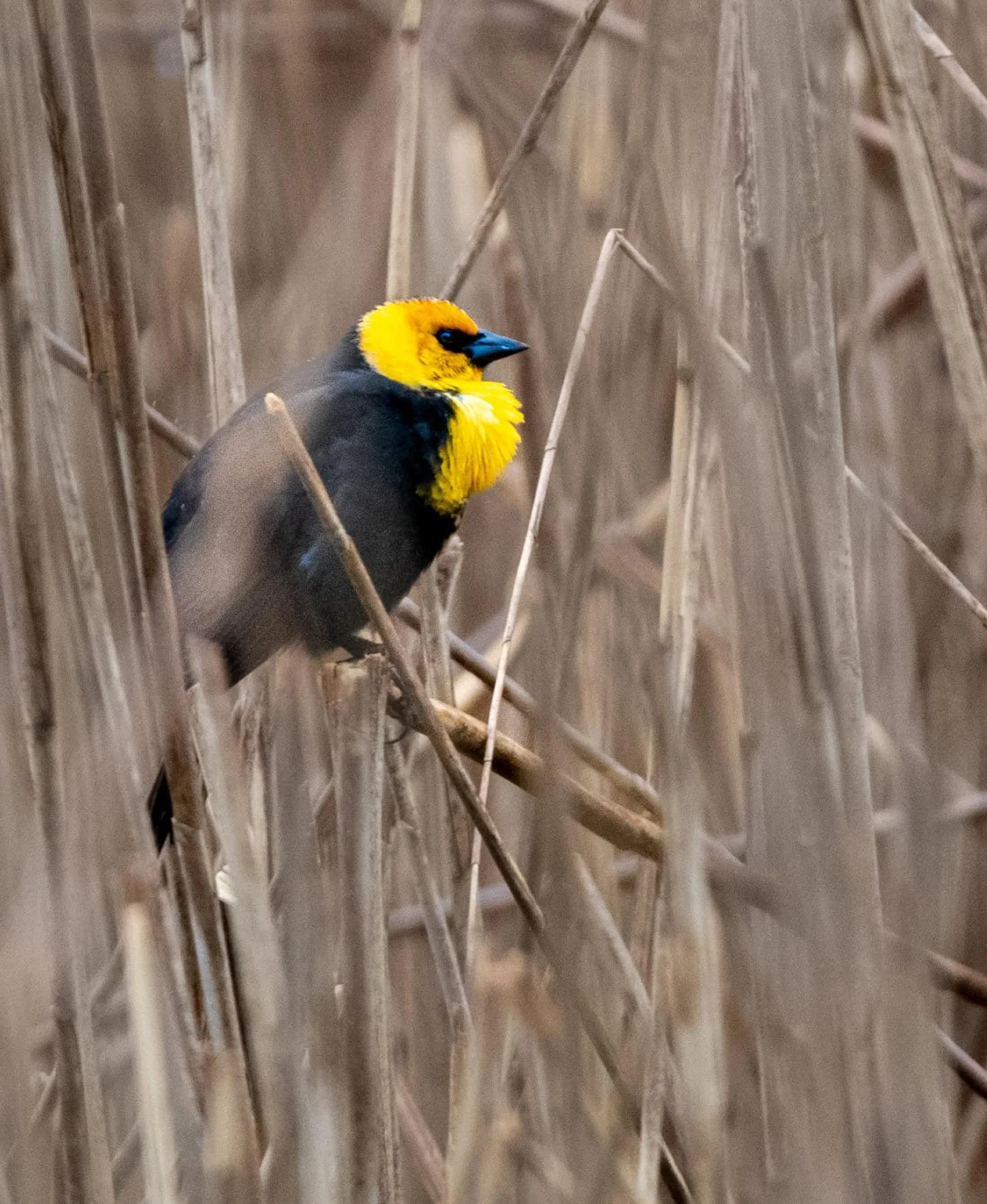 Yellow-headed Blackbird (a rarity for NY!)