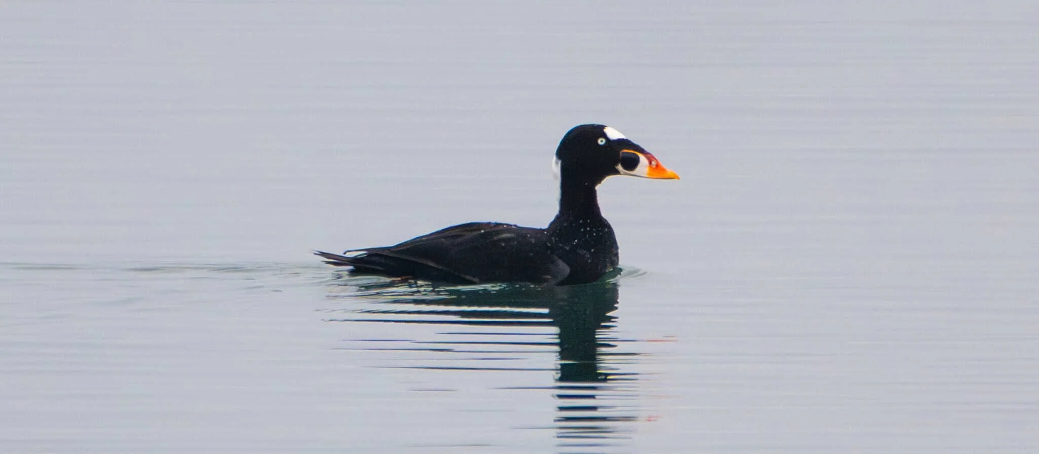 Surf Scoter - looking a bit goofy, but that's what Surfs do!