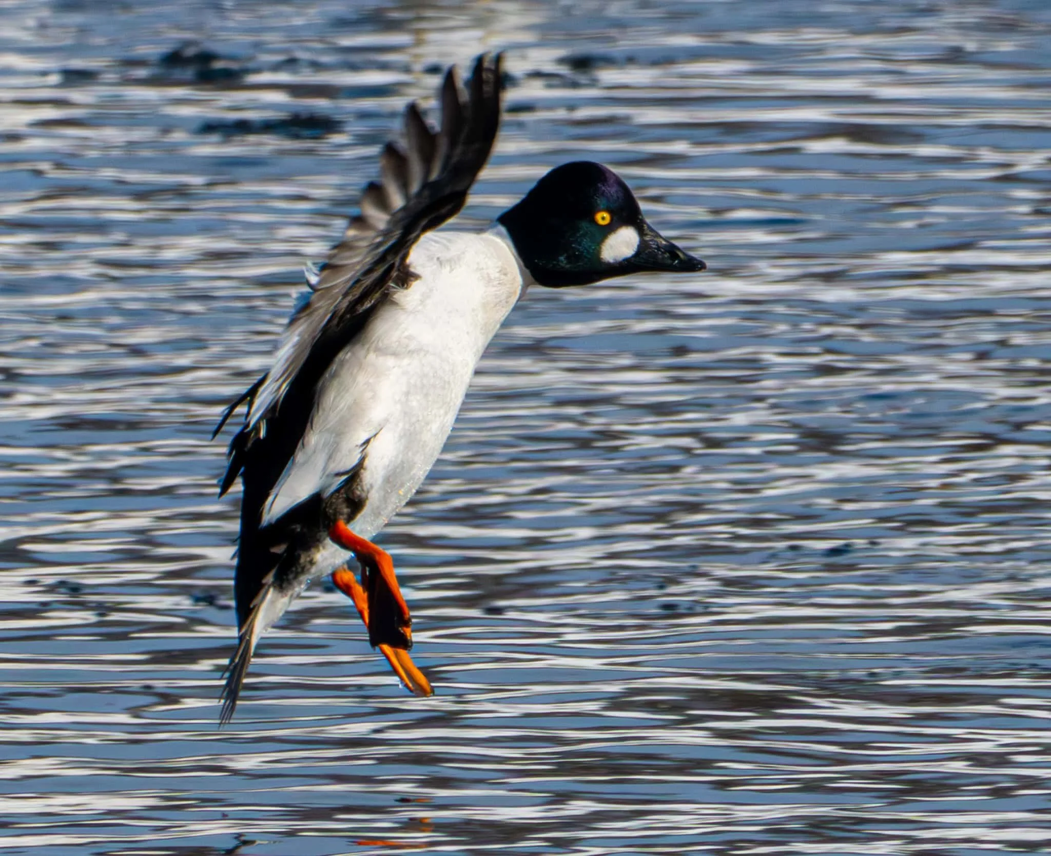 Common Goldeneye (male) comes in for a landing