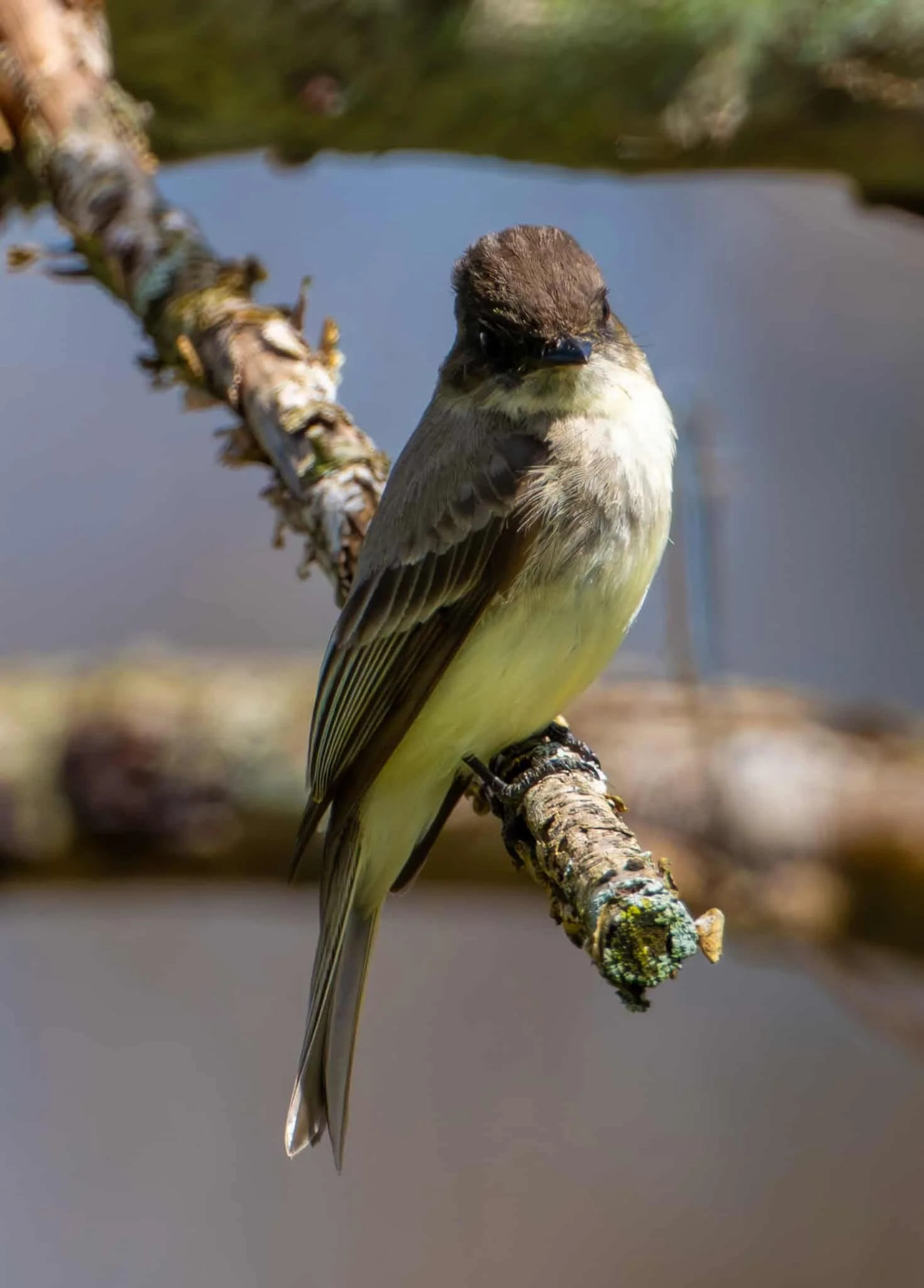 Eastern Phoebe looking for flies to catch