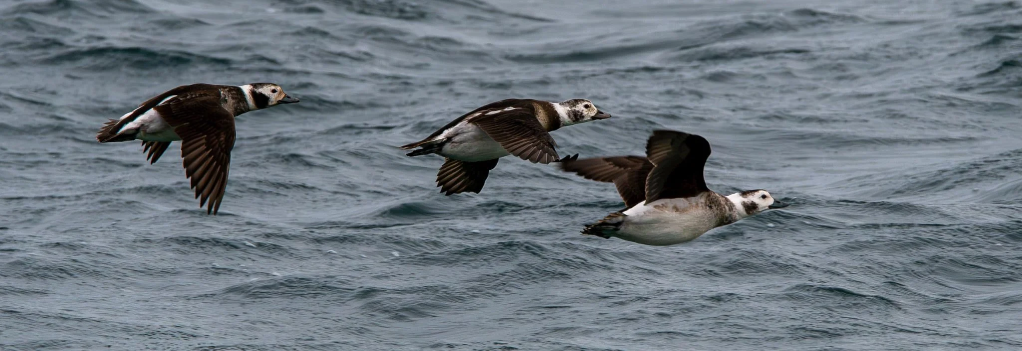 Long-tailed Ducks flying in squadron formation