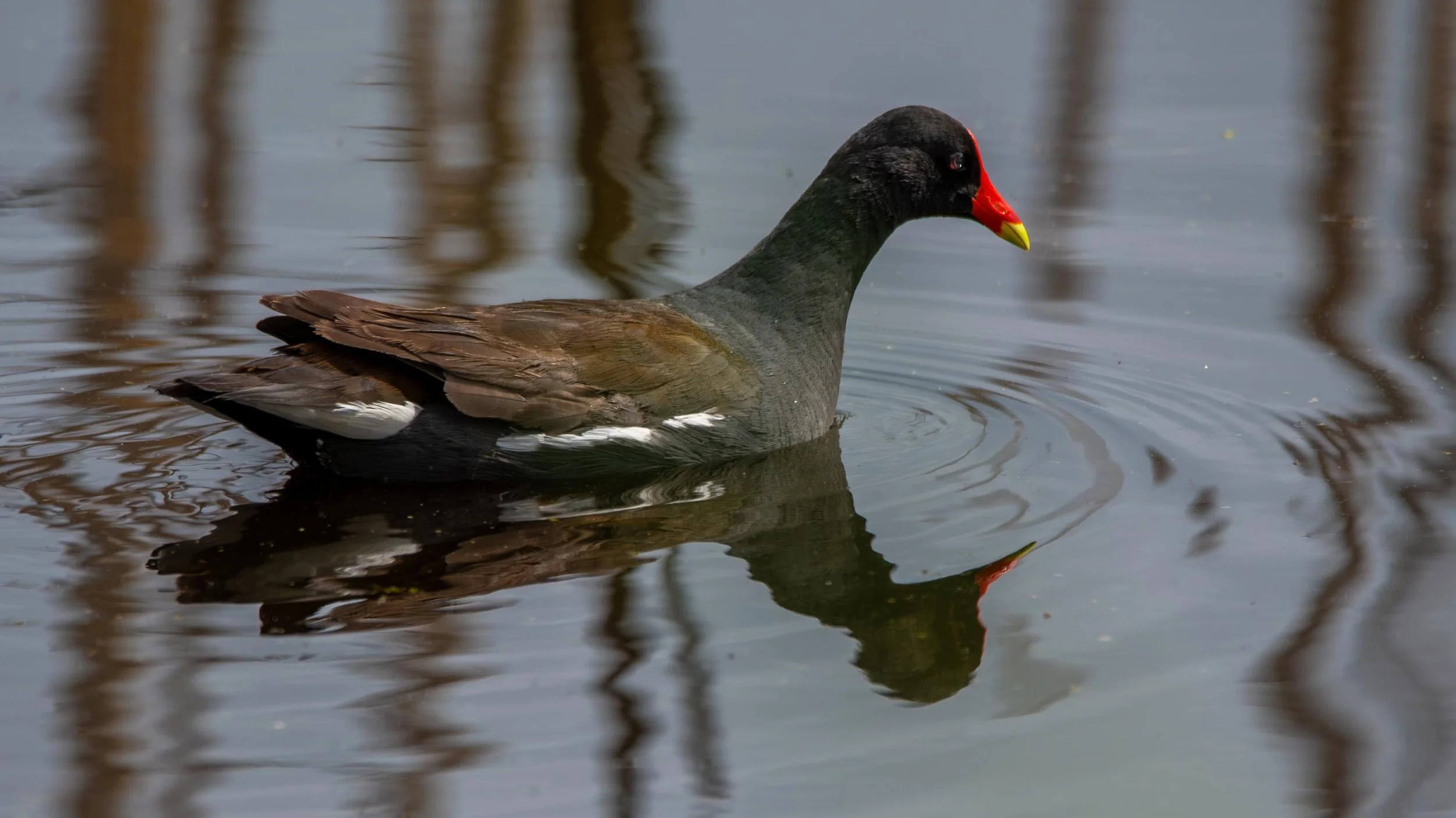 Common Gallinule