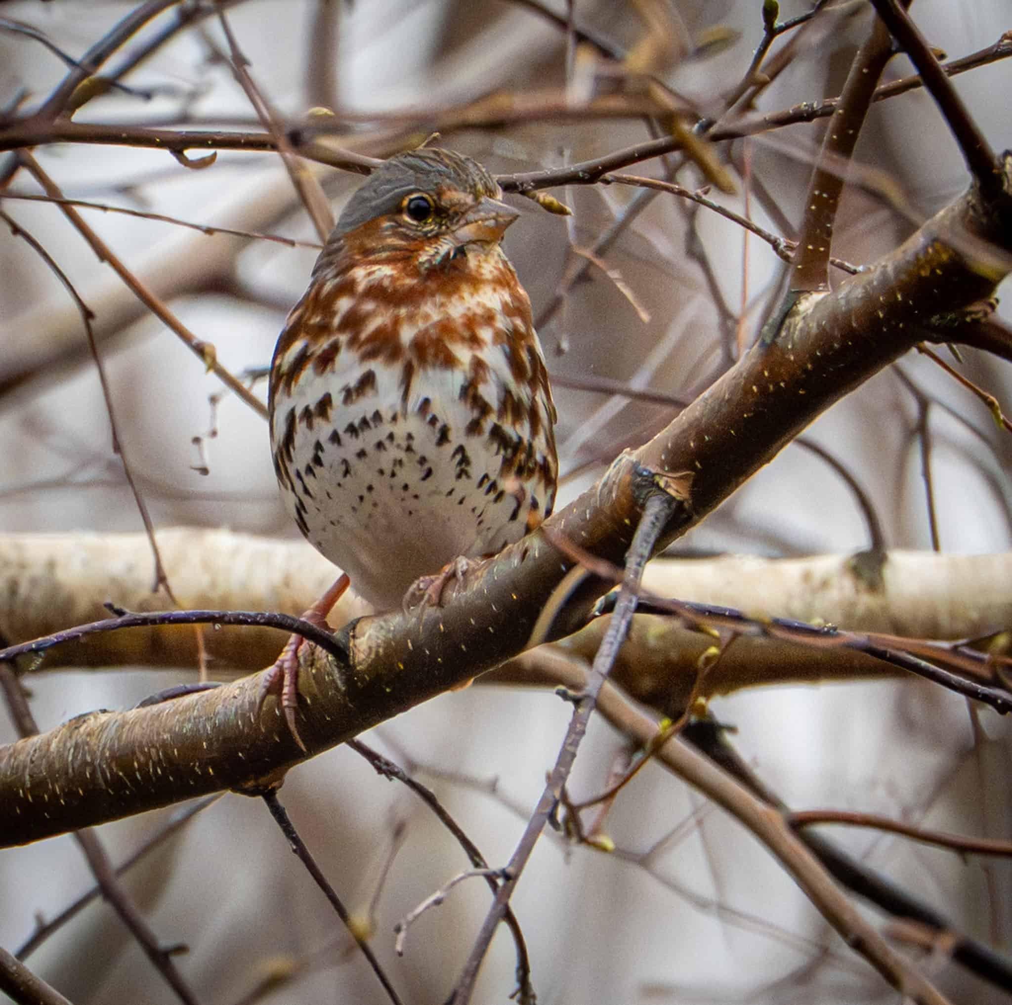 Fox Sparrow - showing off his breeding plumage