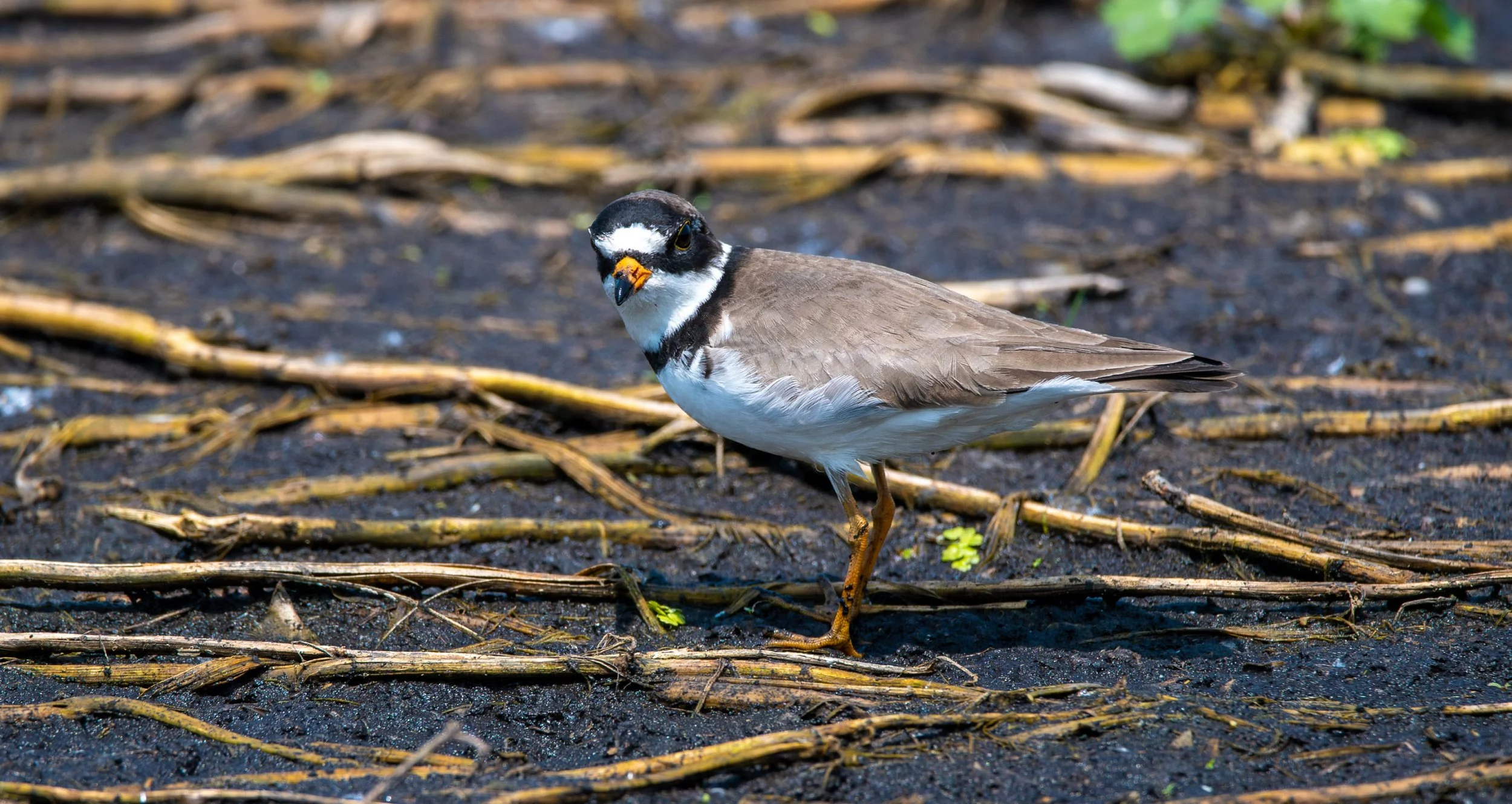 Semipalmated Plover
