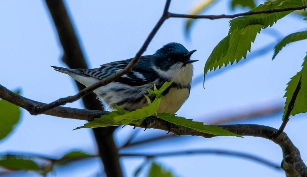 Cerulean Warbler