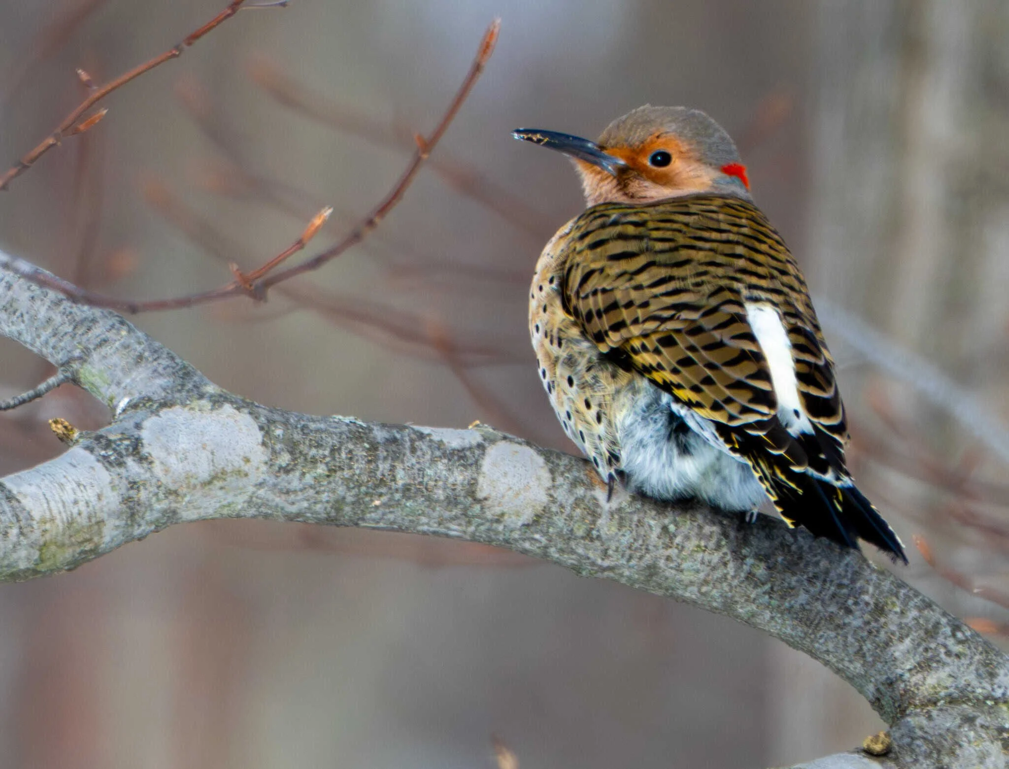 Northern Flicker in the golden hour