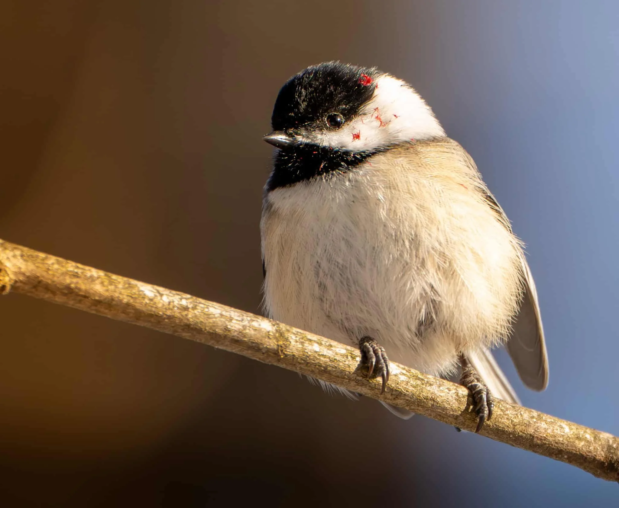 Black-capped Chickadee with Sumac on her cheeks