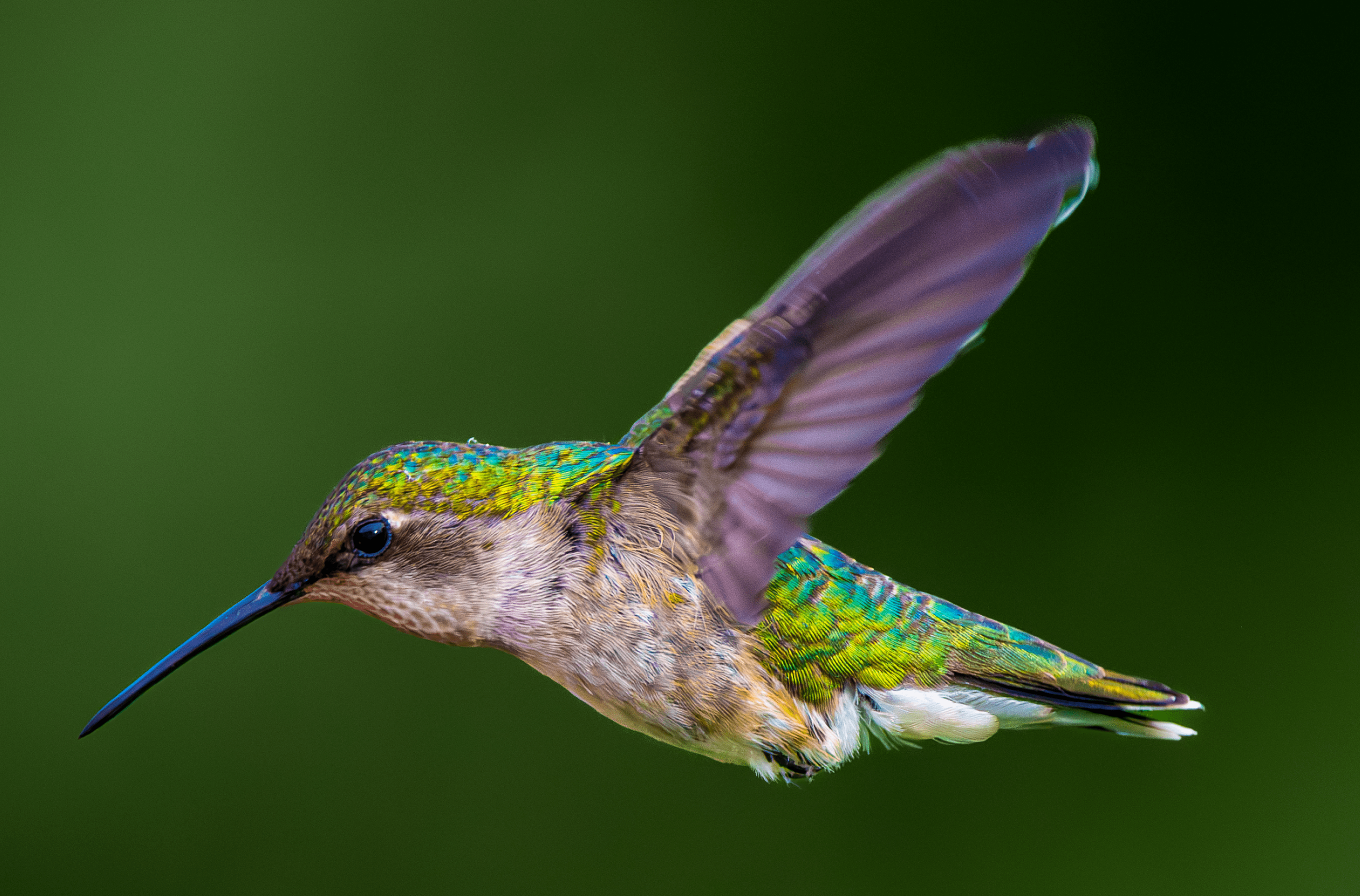 Ruby-throated Hummingbird