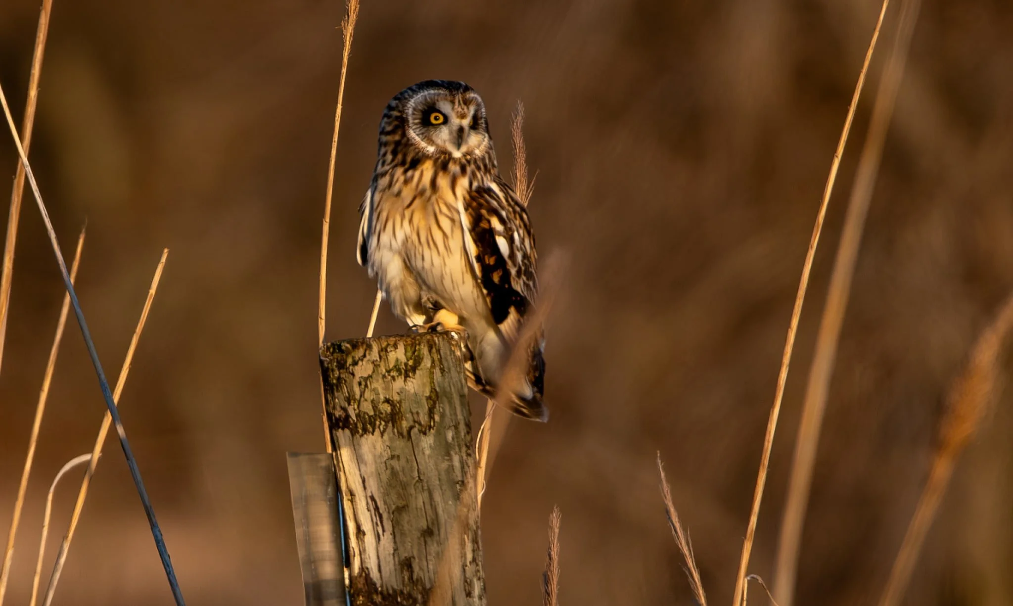Short-eared Owl