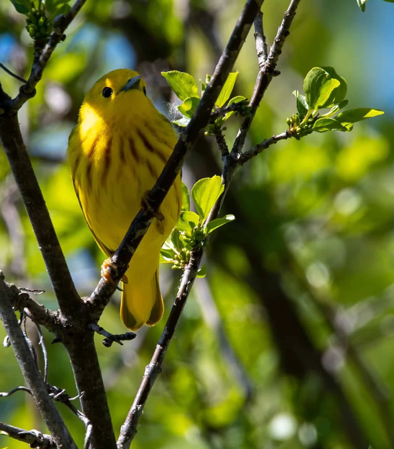 Yellow Warbler