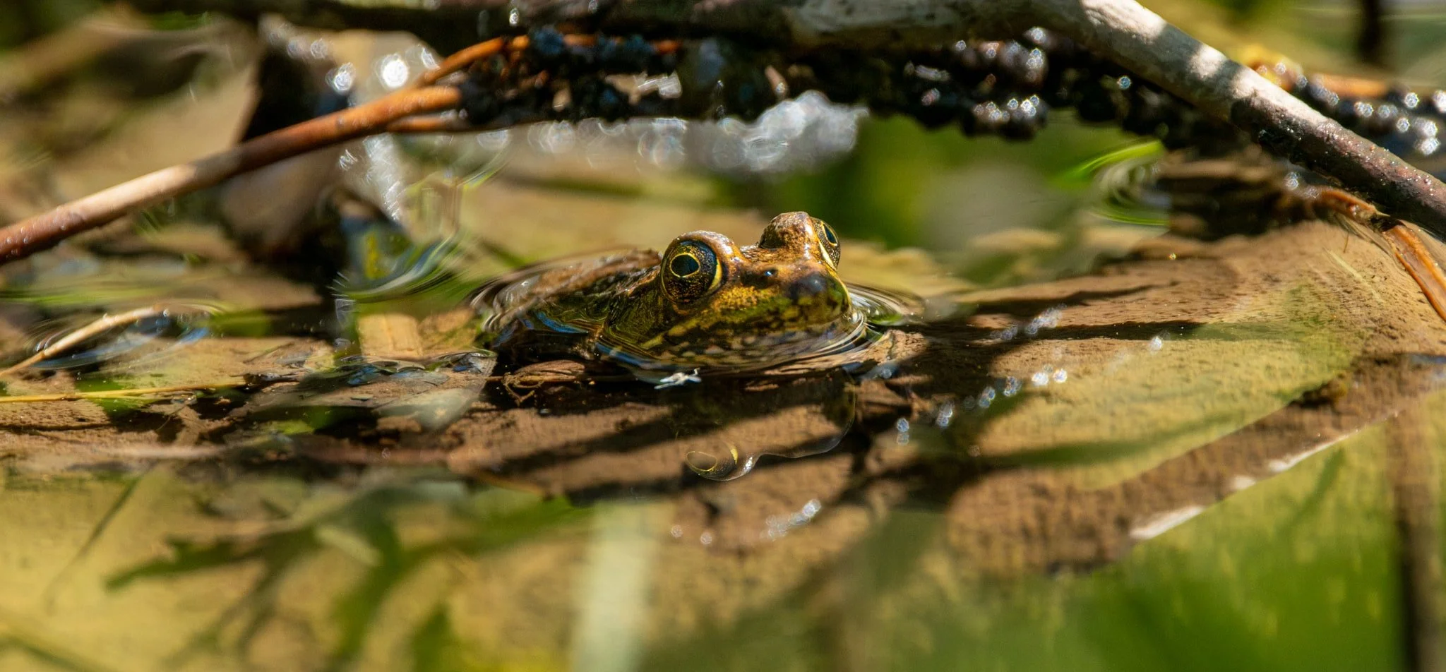 Green Frog