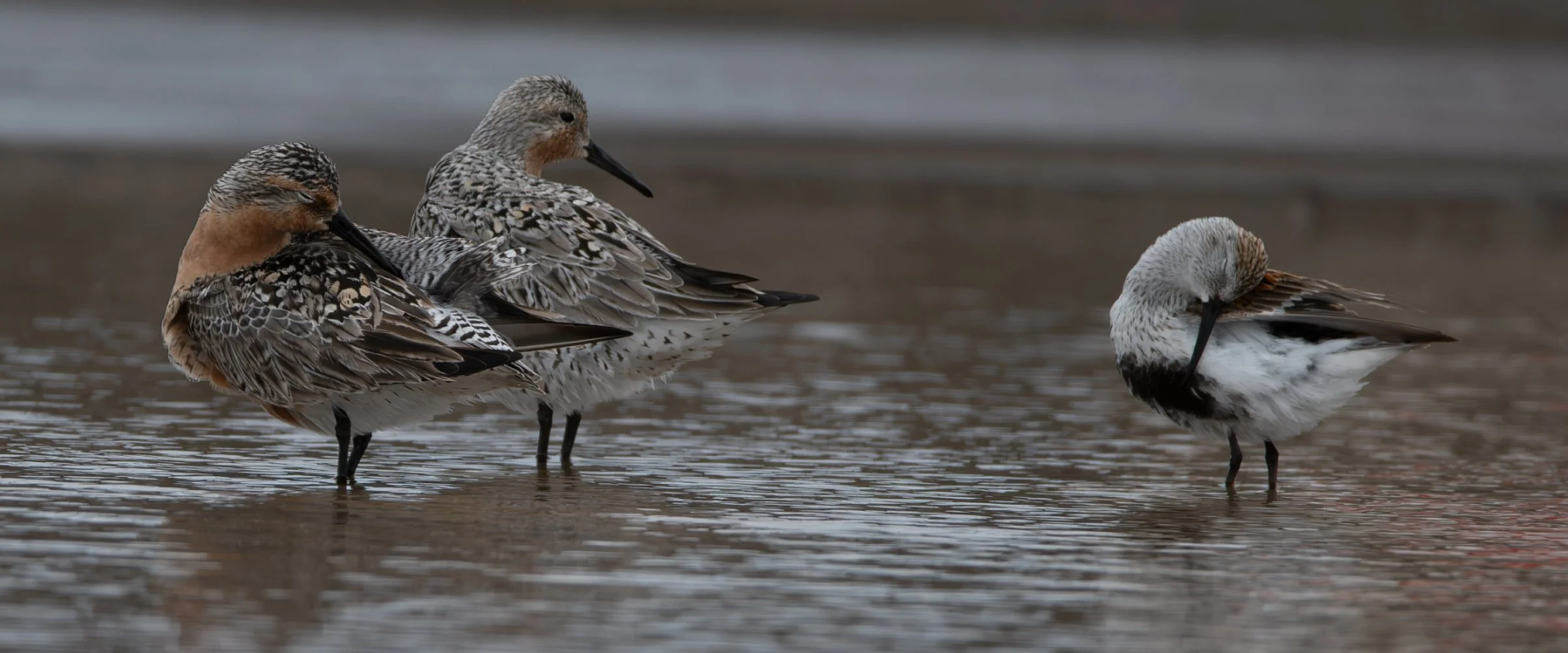2 Red Knot taking a snooze with a Dunlin
