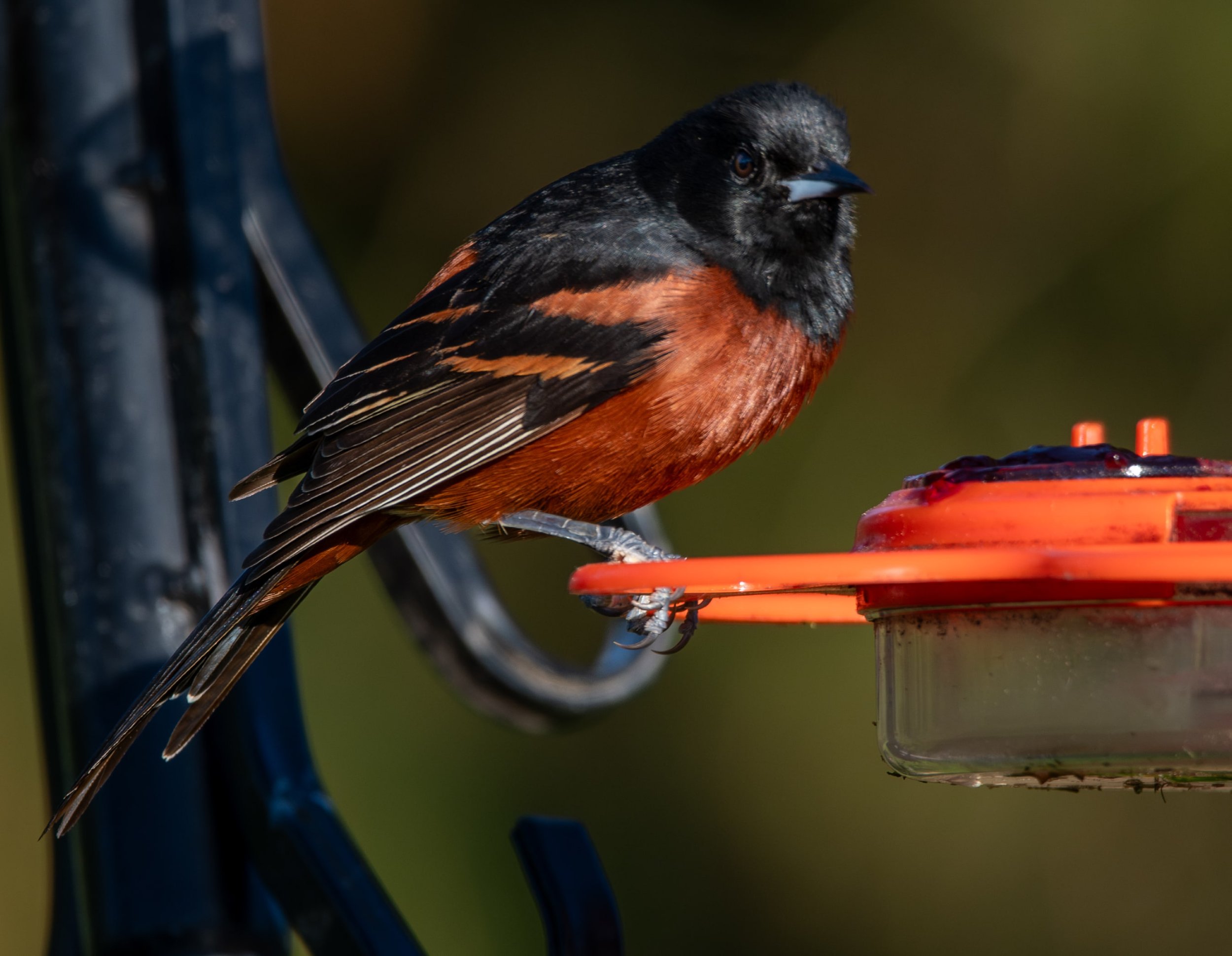 Orchard Oriole (male)