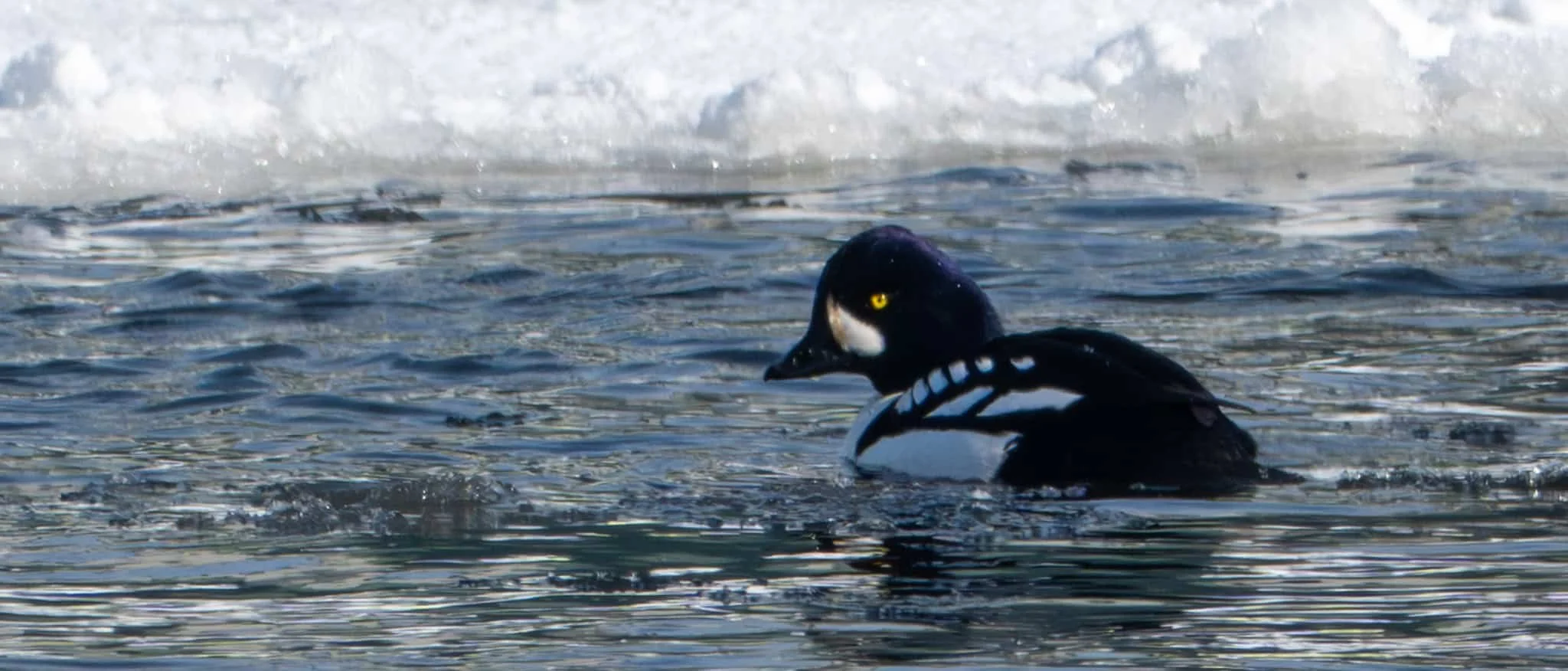 Barrow's Goldeneye on the Oswego River. A very rare find!