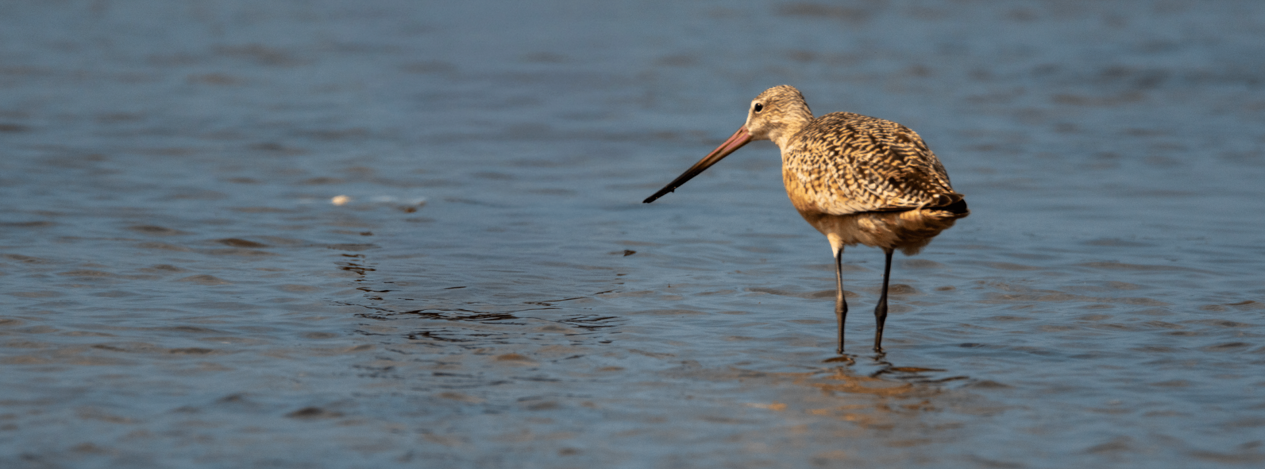 Marbled Godwit -a rarity in NY ... what an amazing bill