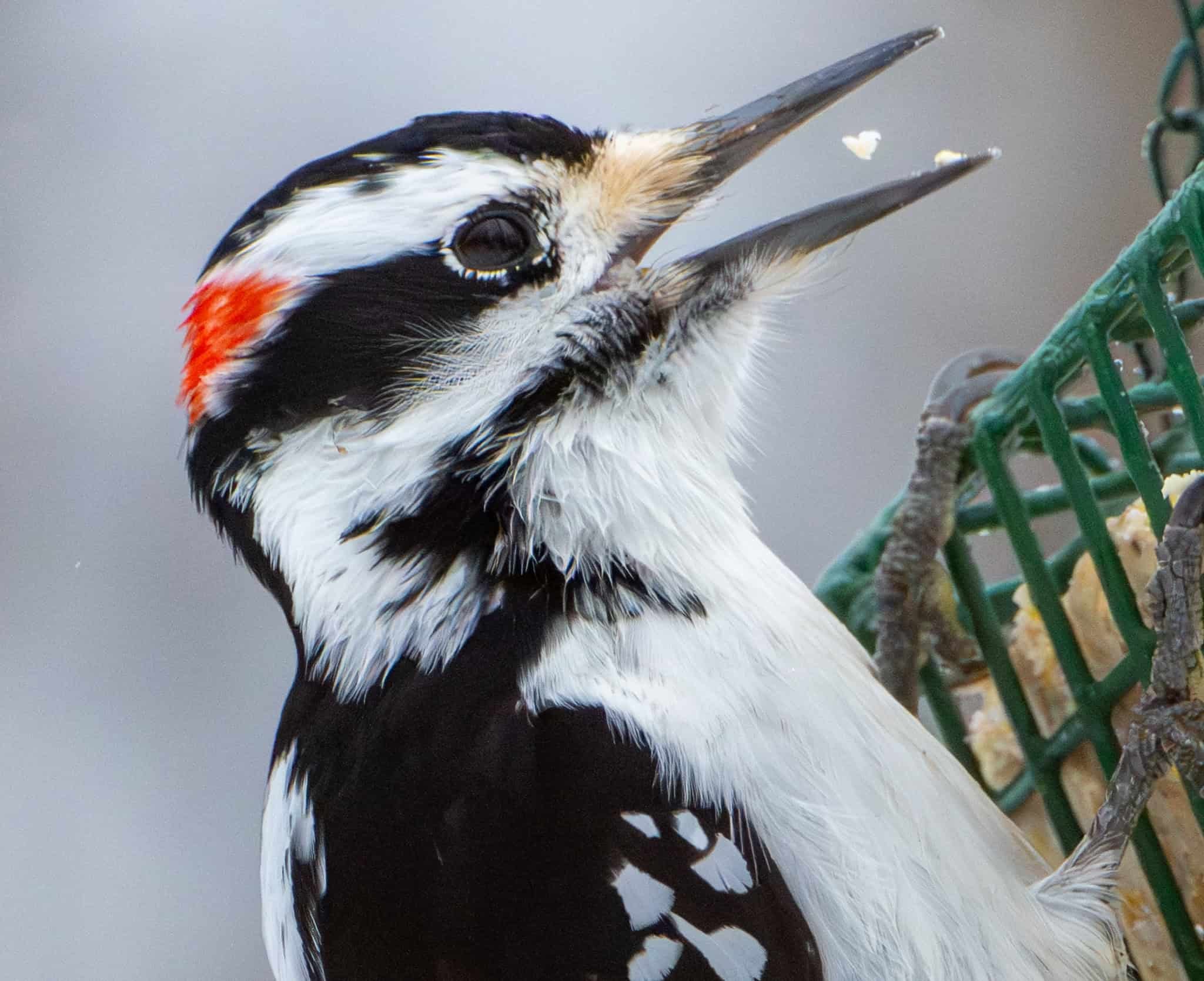 Hairy Woodpecker - on Valentine's Day with a heart-shaped piece of suet about to go down his gullet.