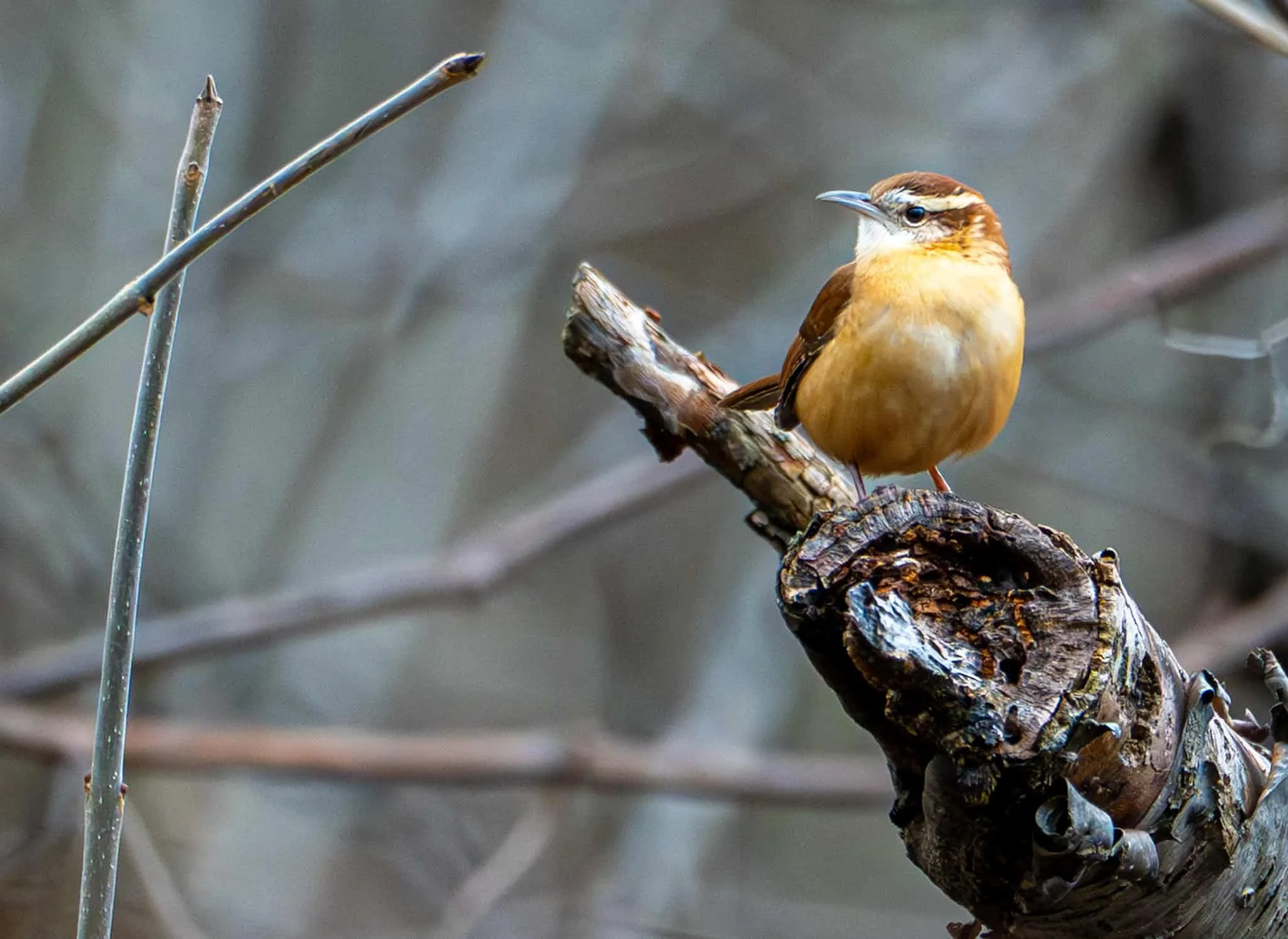 Carolina Wren looking over its domain
