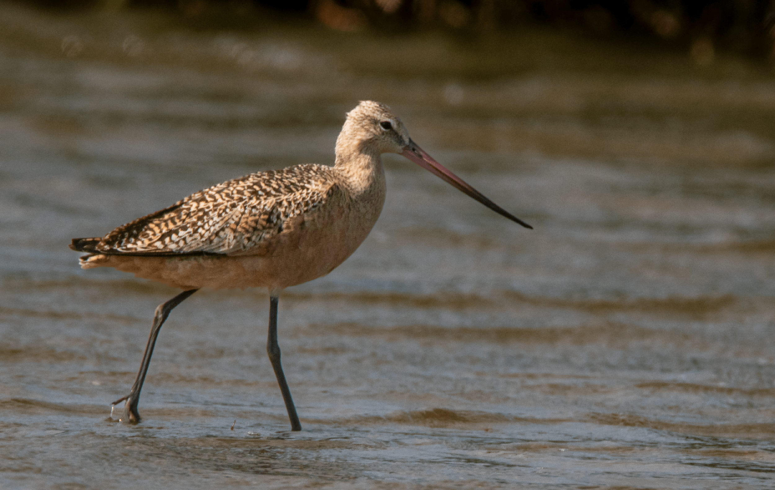 Marbled Godwit and his amazing bicolored bill