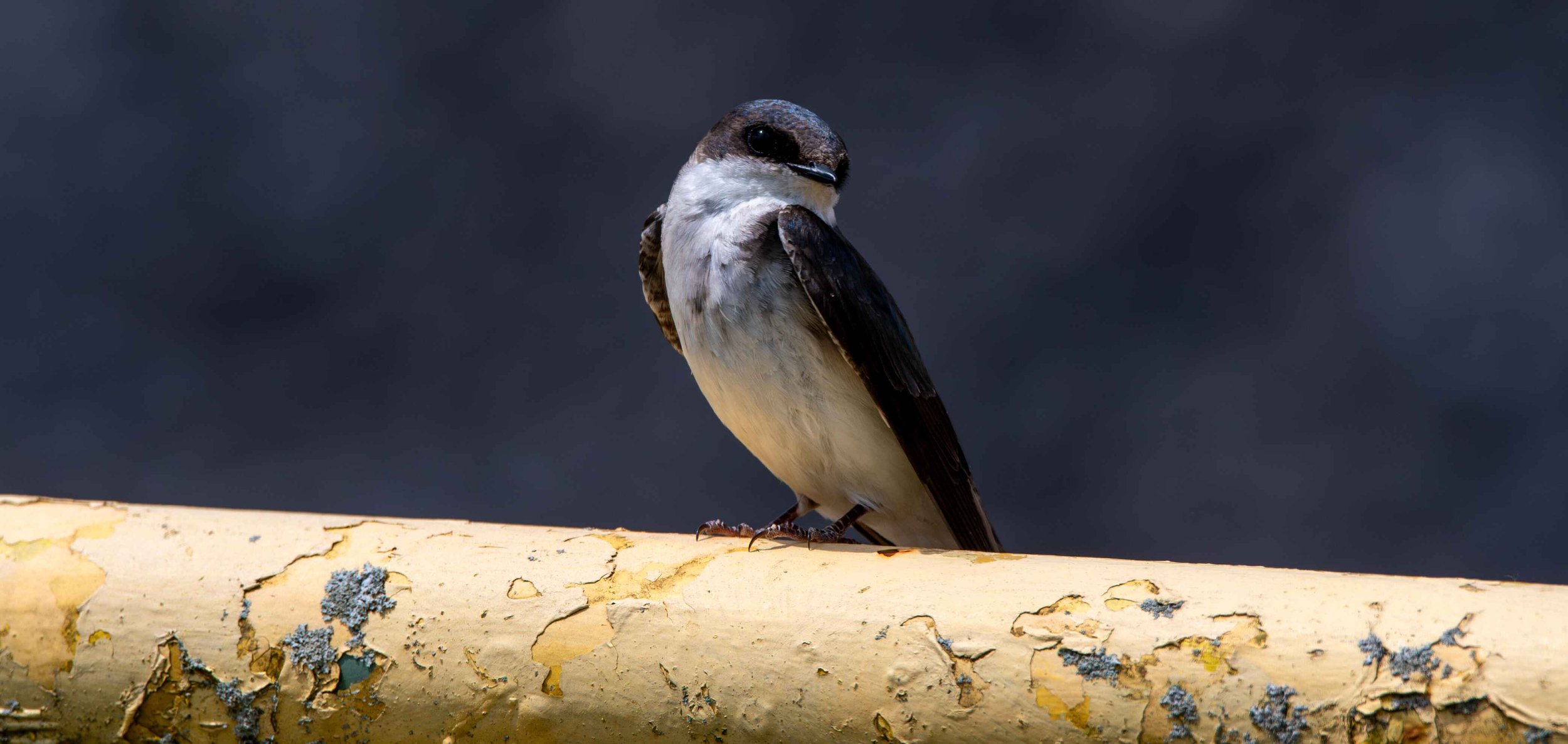 Tree Swallow