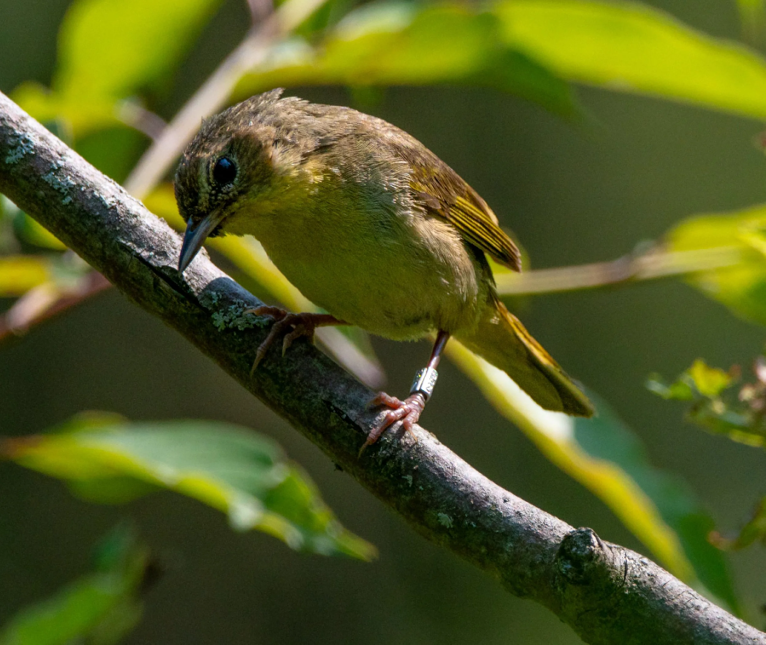 Common Yellowthroat in her fall plumage