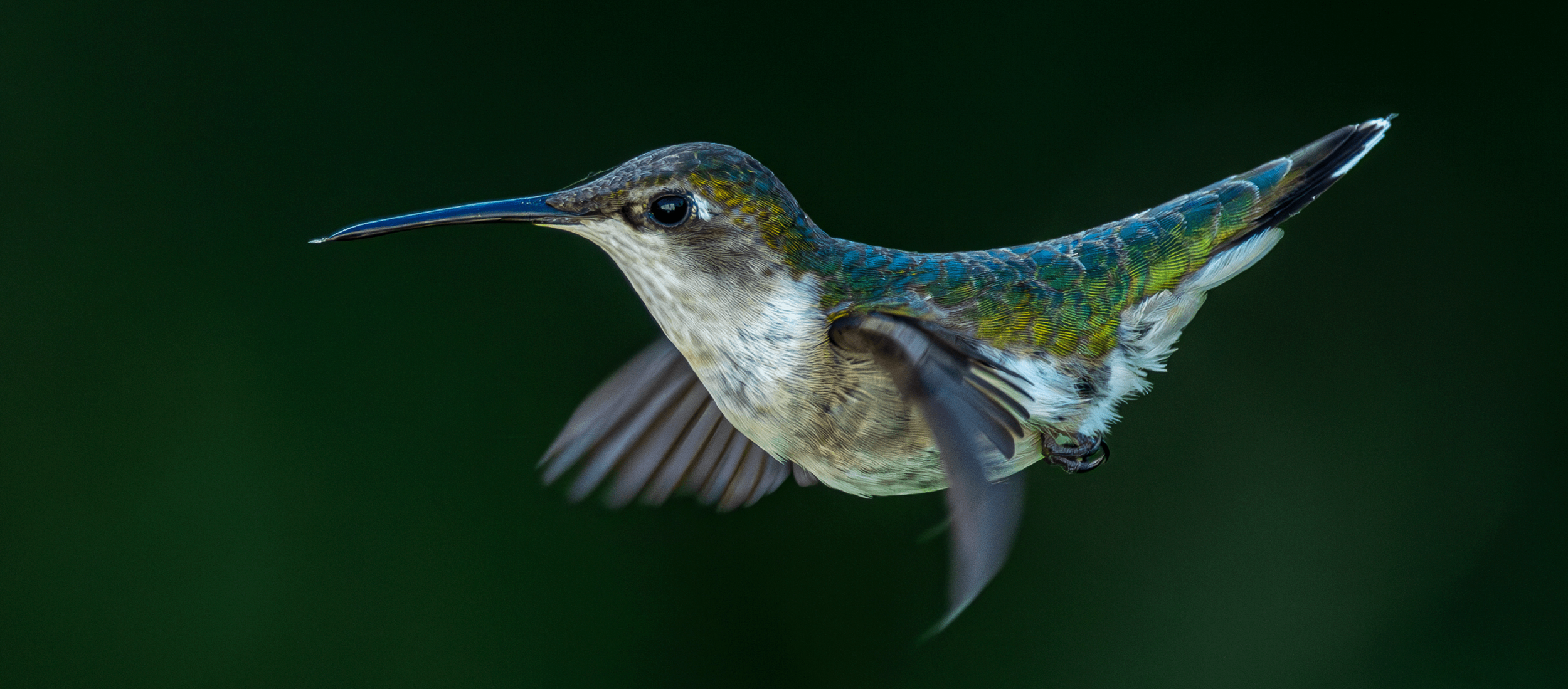 Ruby-throated Hummingbird showing his reverse backbend!