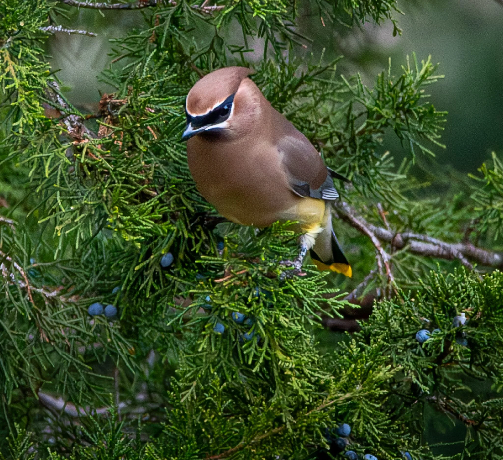Cedar Waxwing ... the epitome of regal elegance