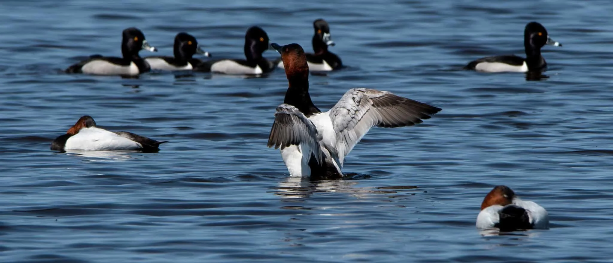 Canvasback
