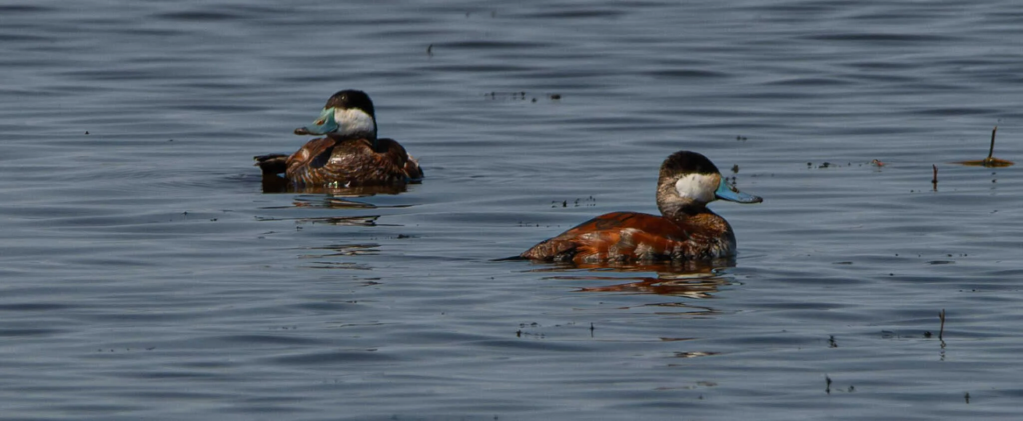 Ruddy Duck males and their blue bills