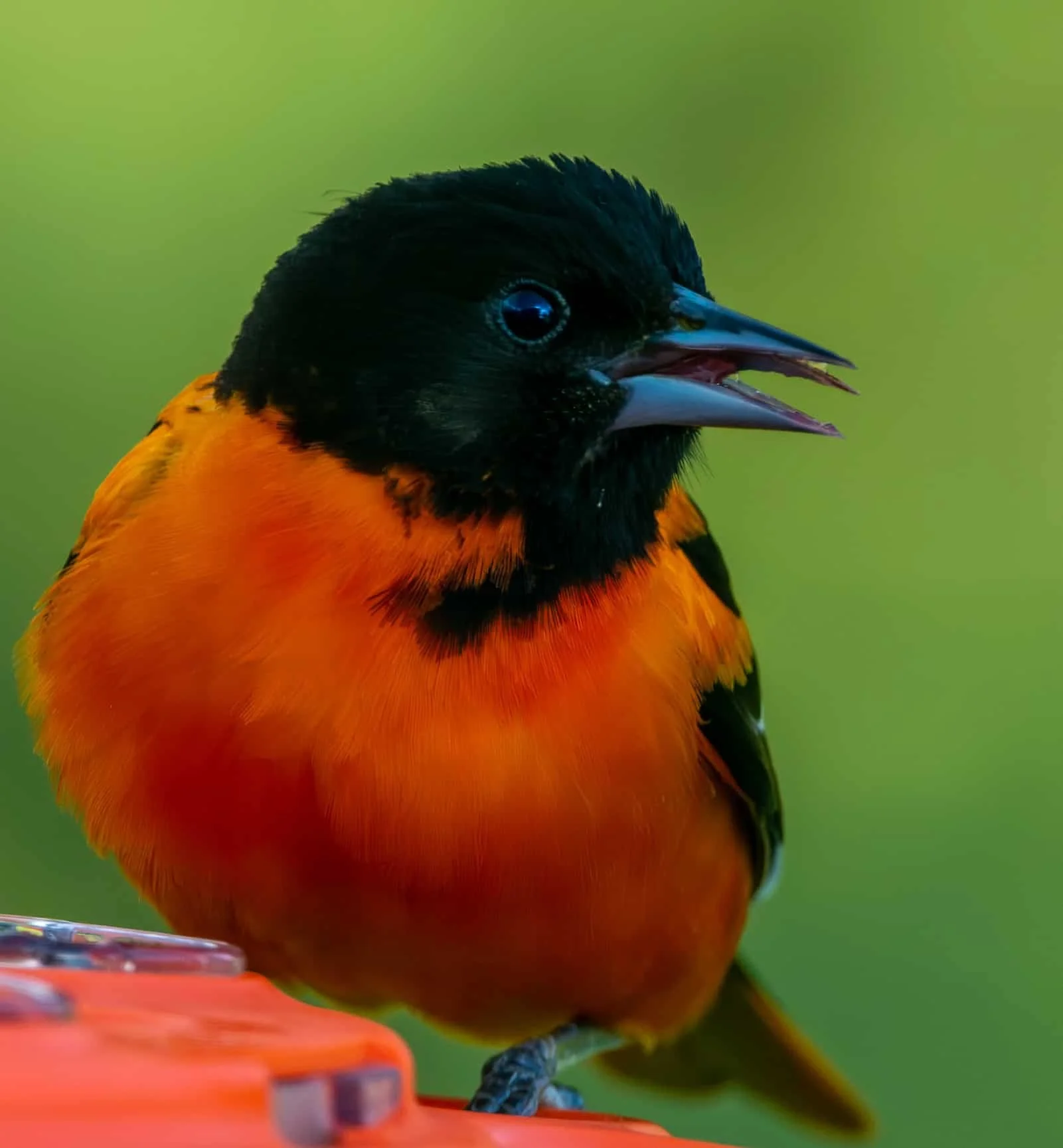 Baltimore Oriole at my jelly feeder