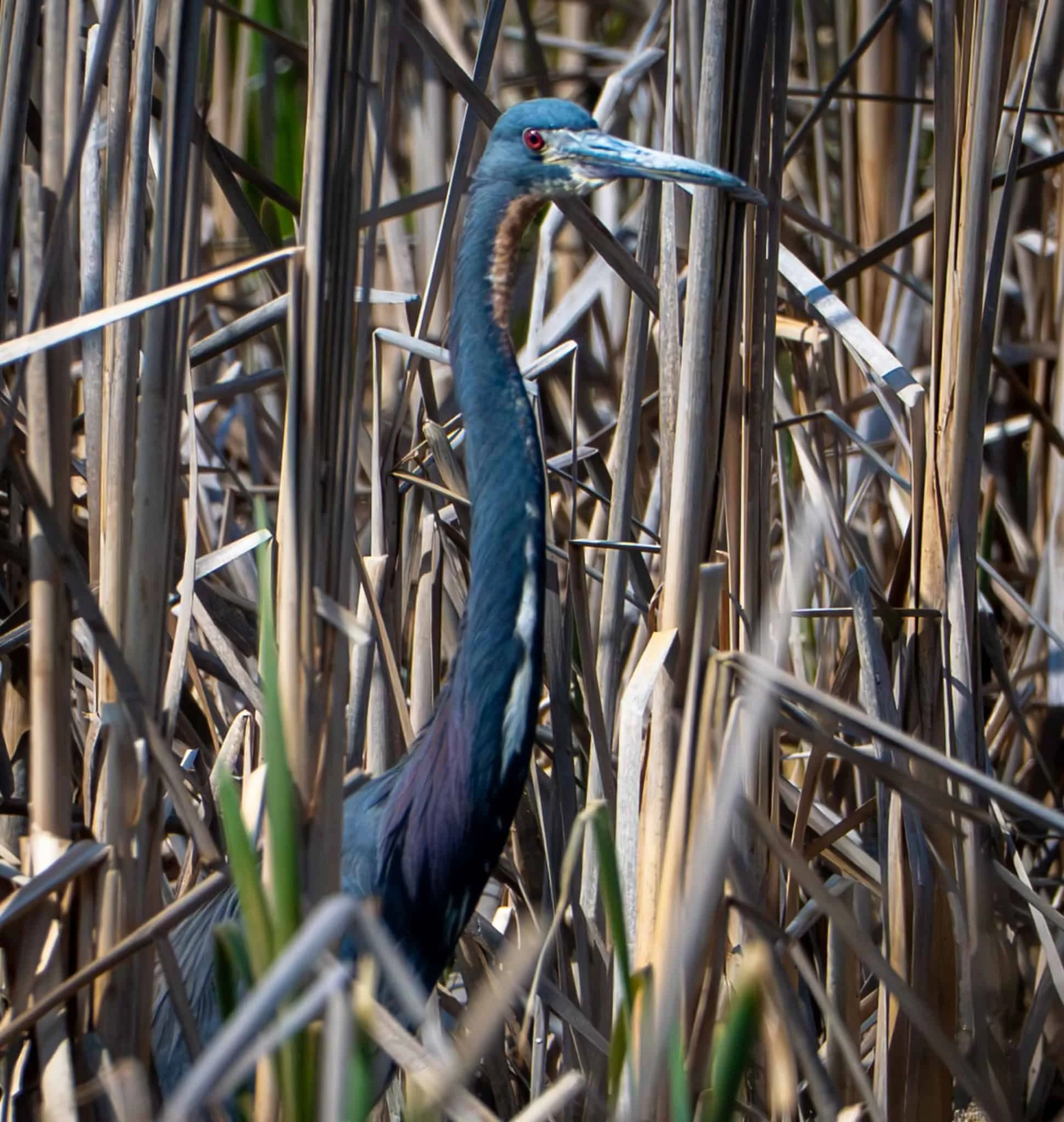 A Tricolored Heron making a rare appearance at the Montezuma Audobon Center in Savannah NY