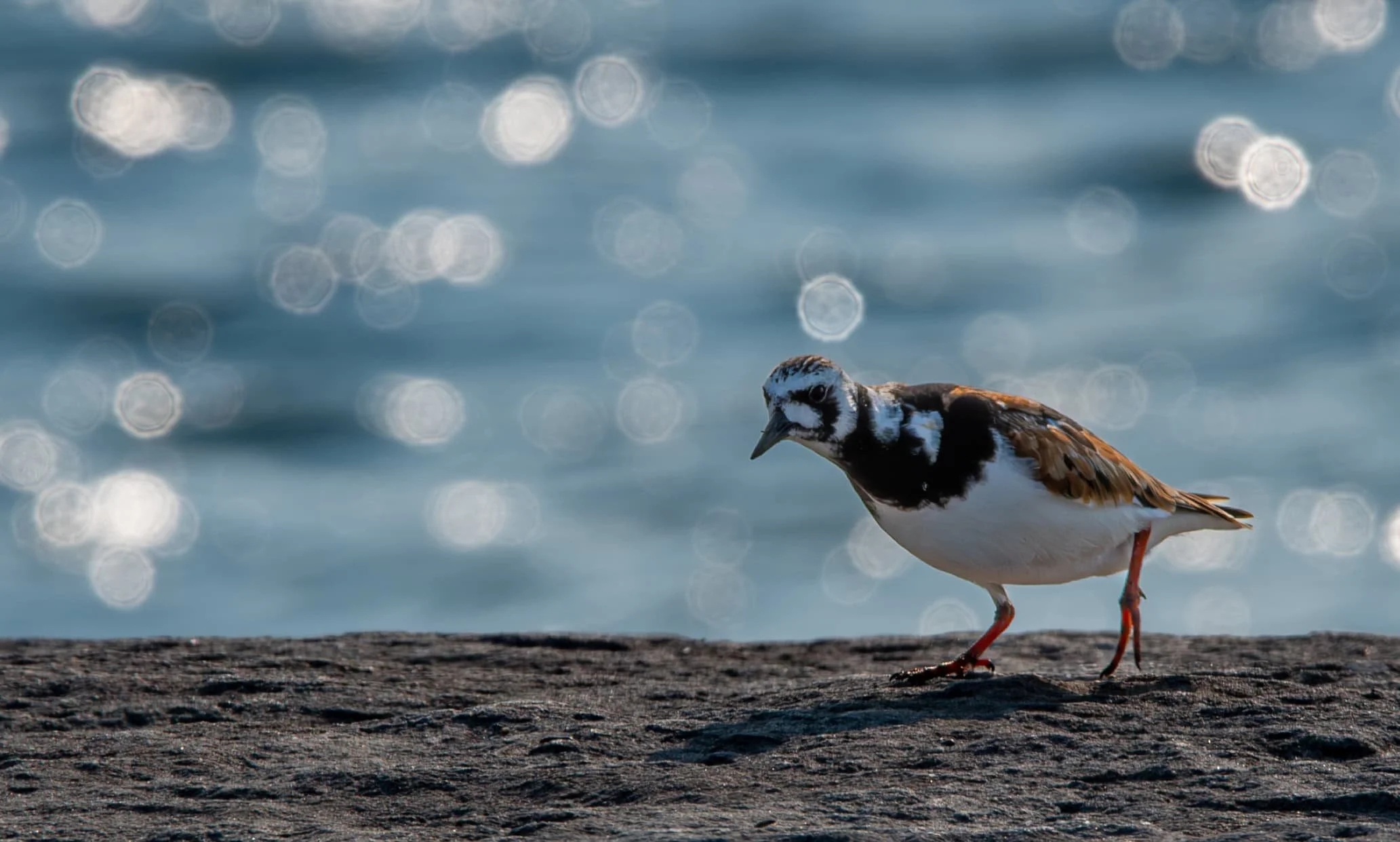 Ruddy Turnstone