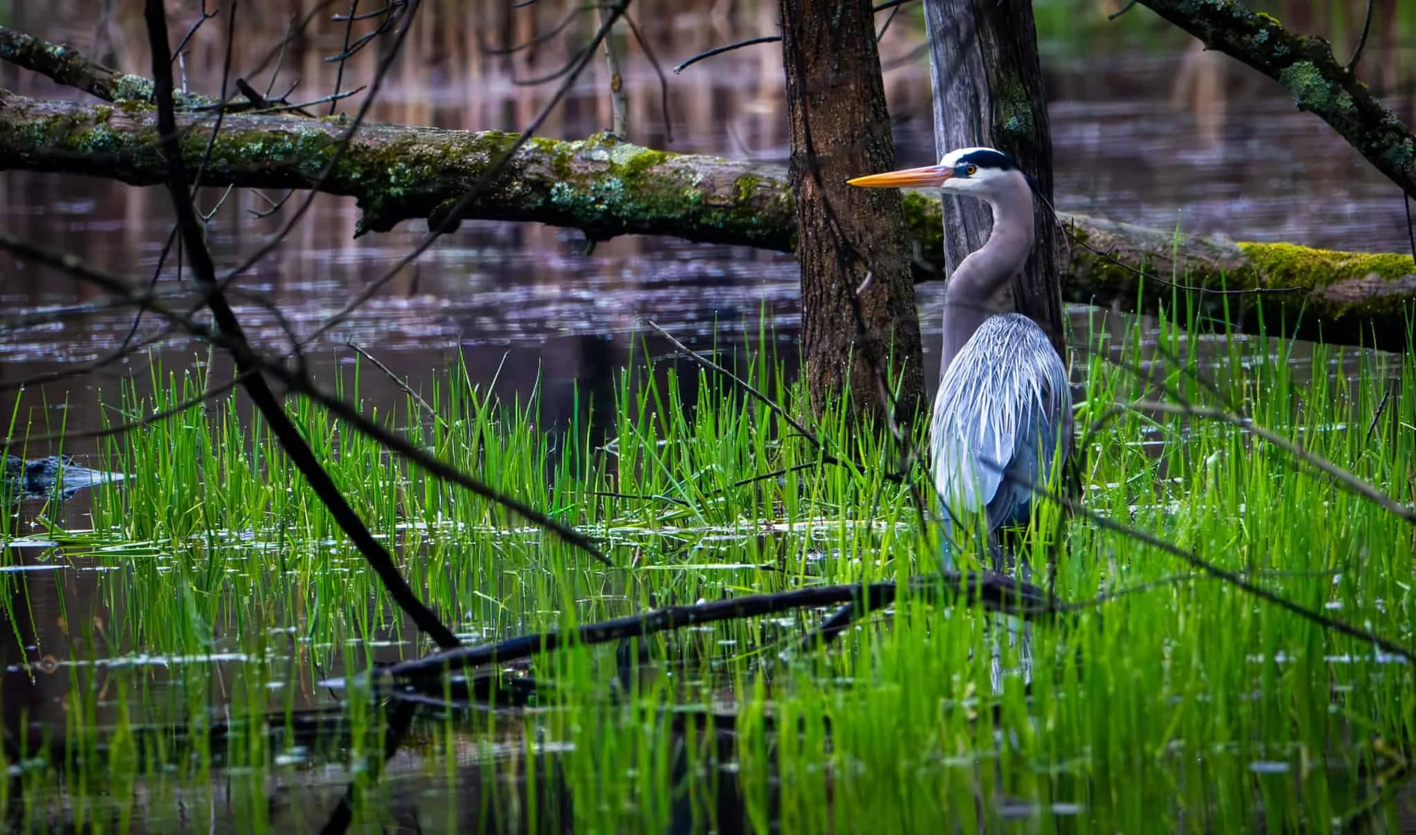 Great Blue Heron in his favorite swamp