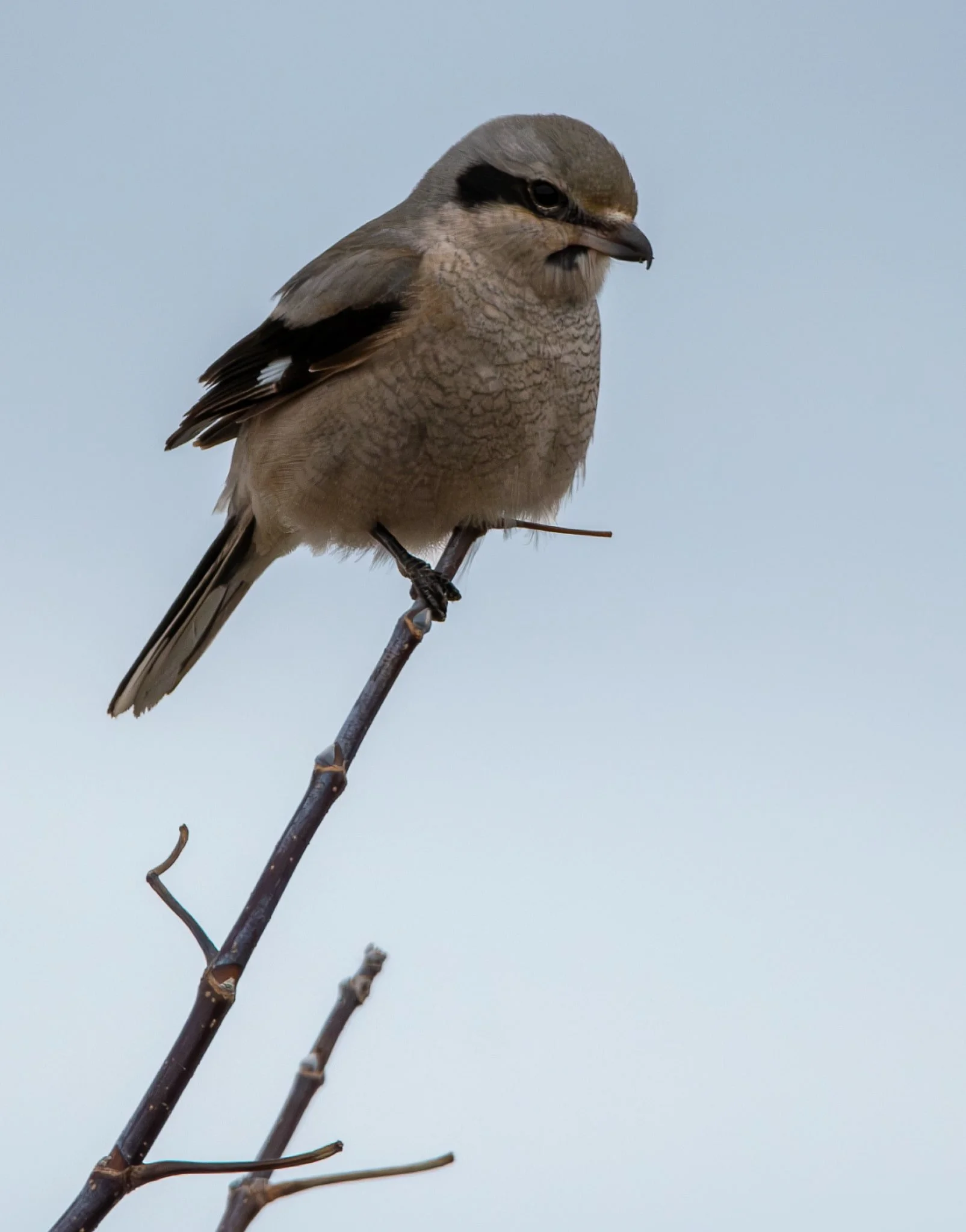 Northern Shrike looking at a buffet of voles and mice at Montezuma NWR