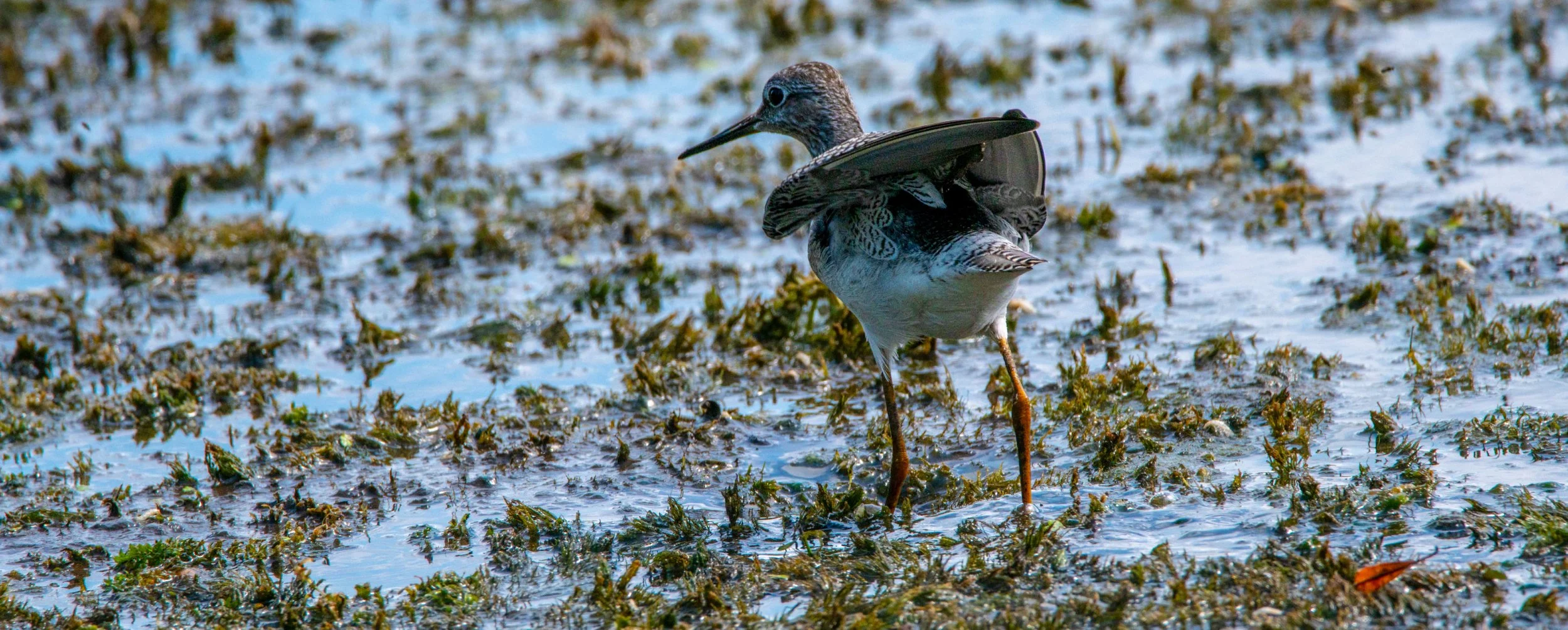 Lesser Yellowlegs
