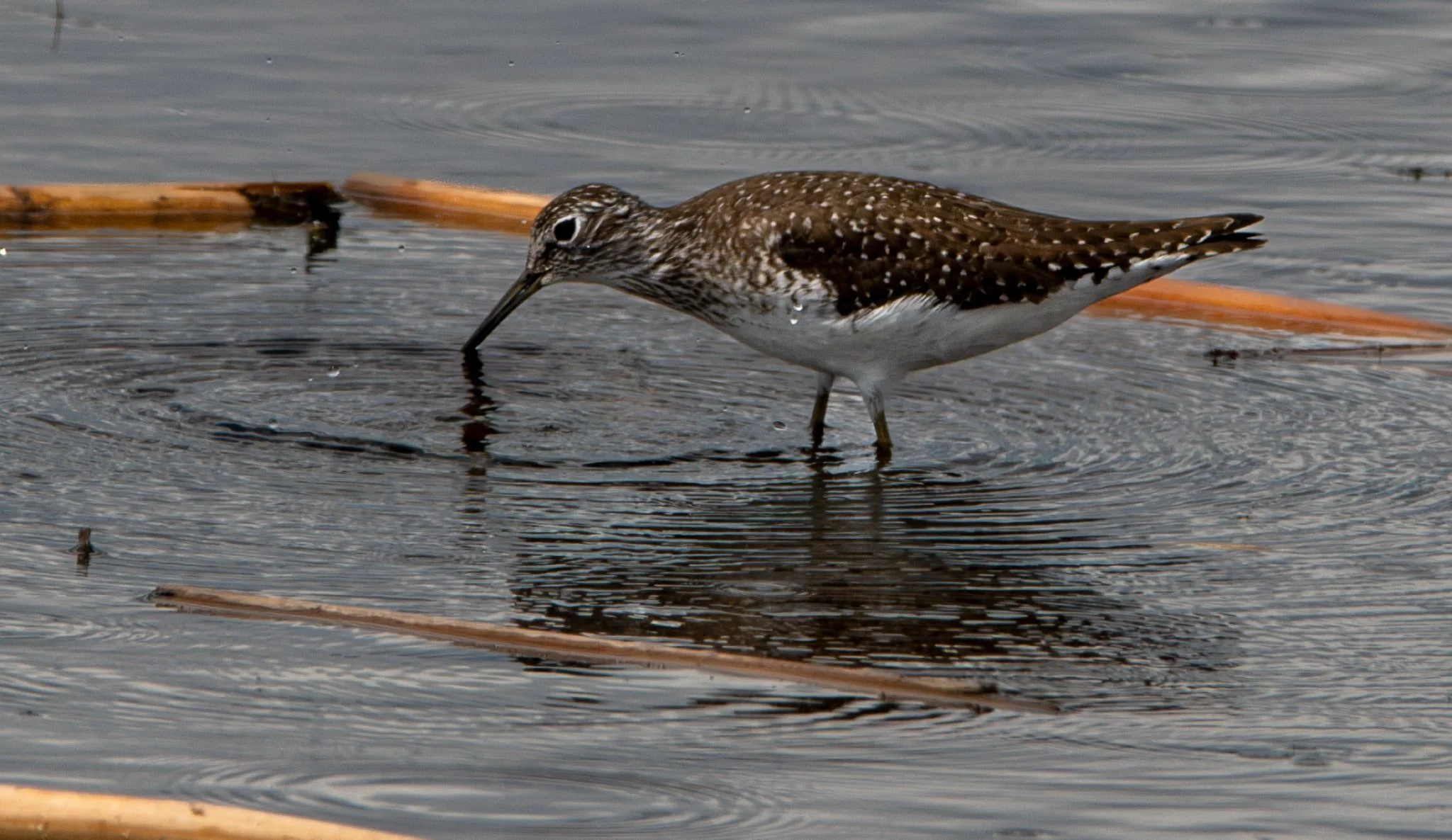 Solitary Sandpiper