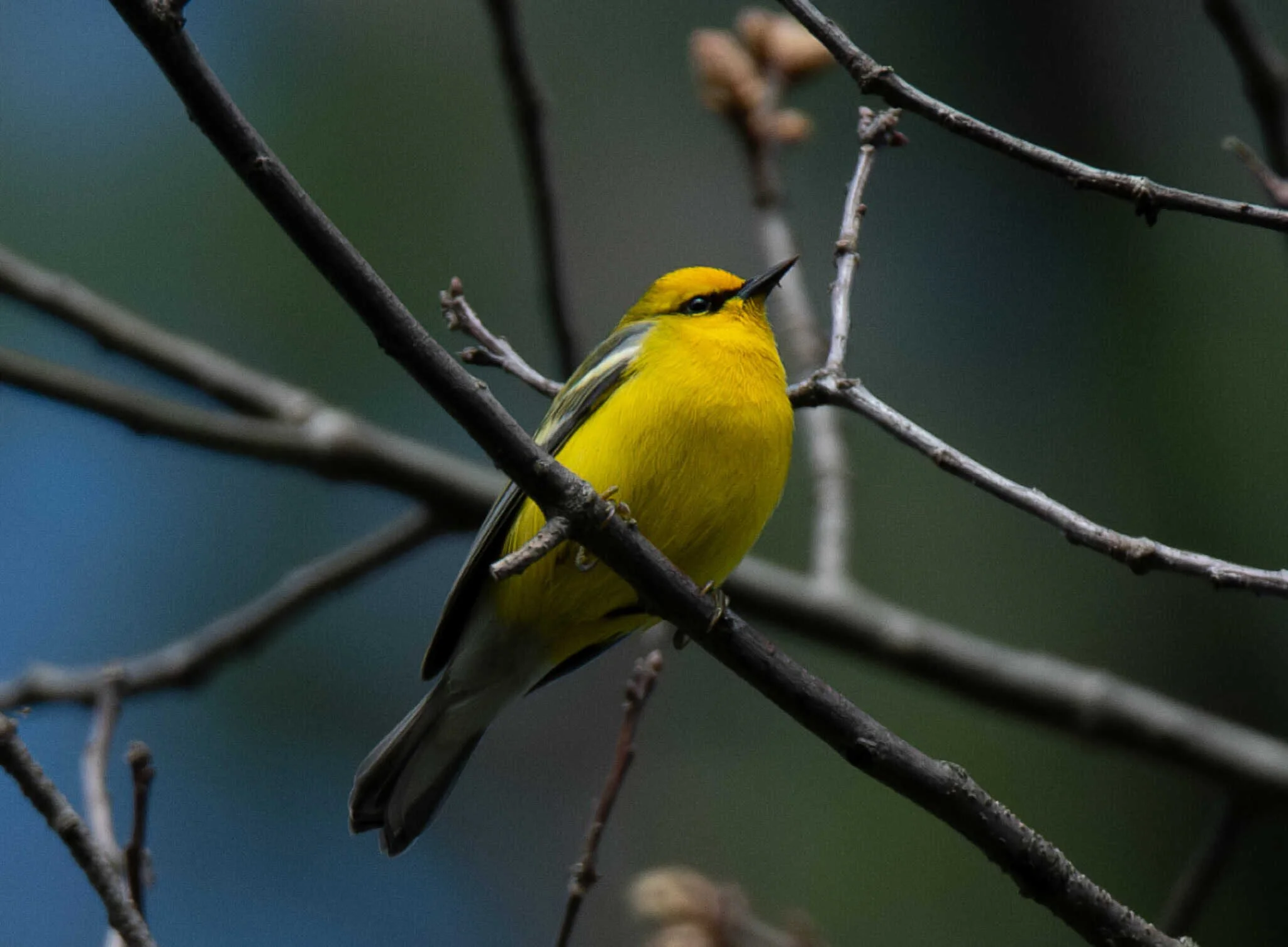 Blue-winged Warbler
