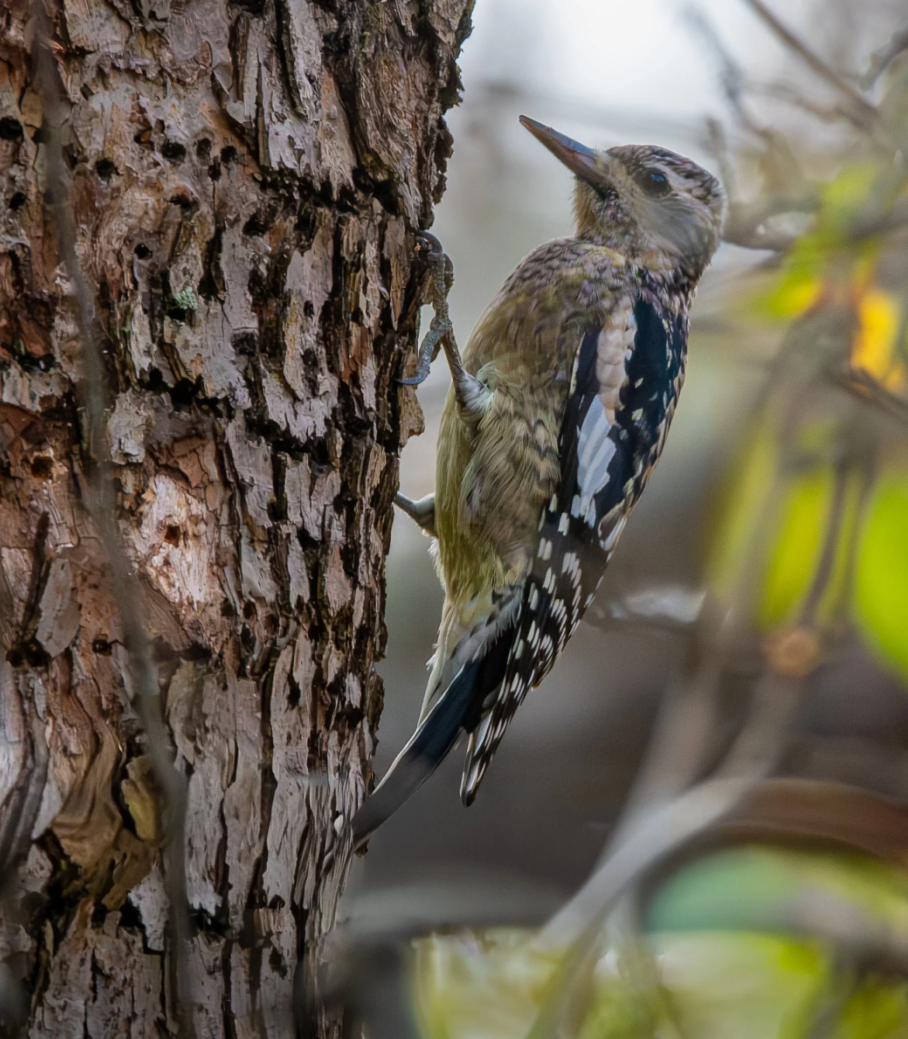 Yellow-bellied Sapsucker looking for some sap to suck