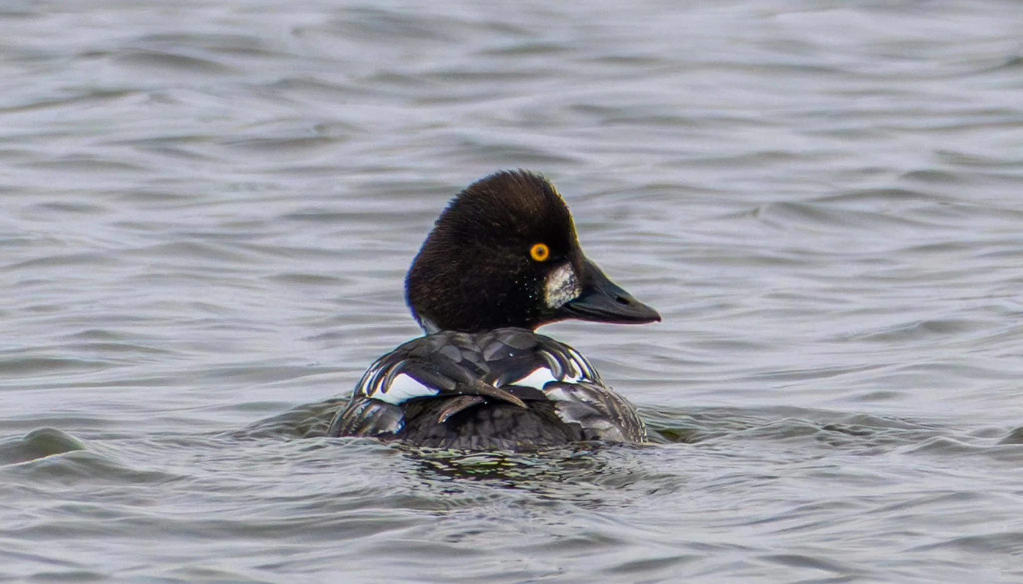 And that's why she's called a Goldeneye!