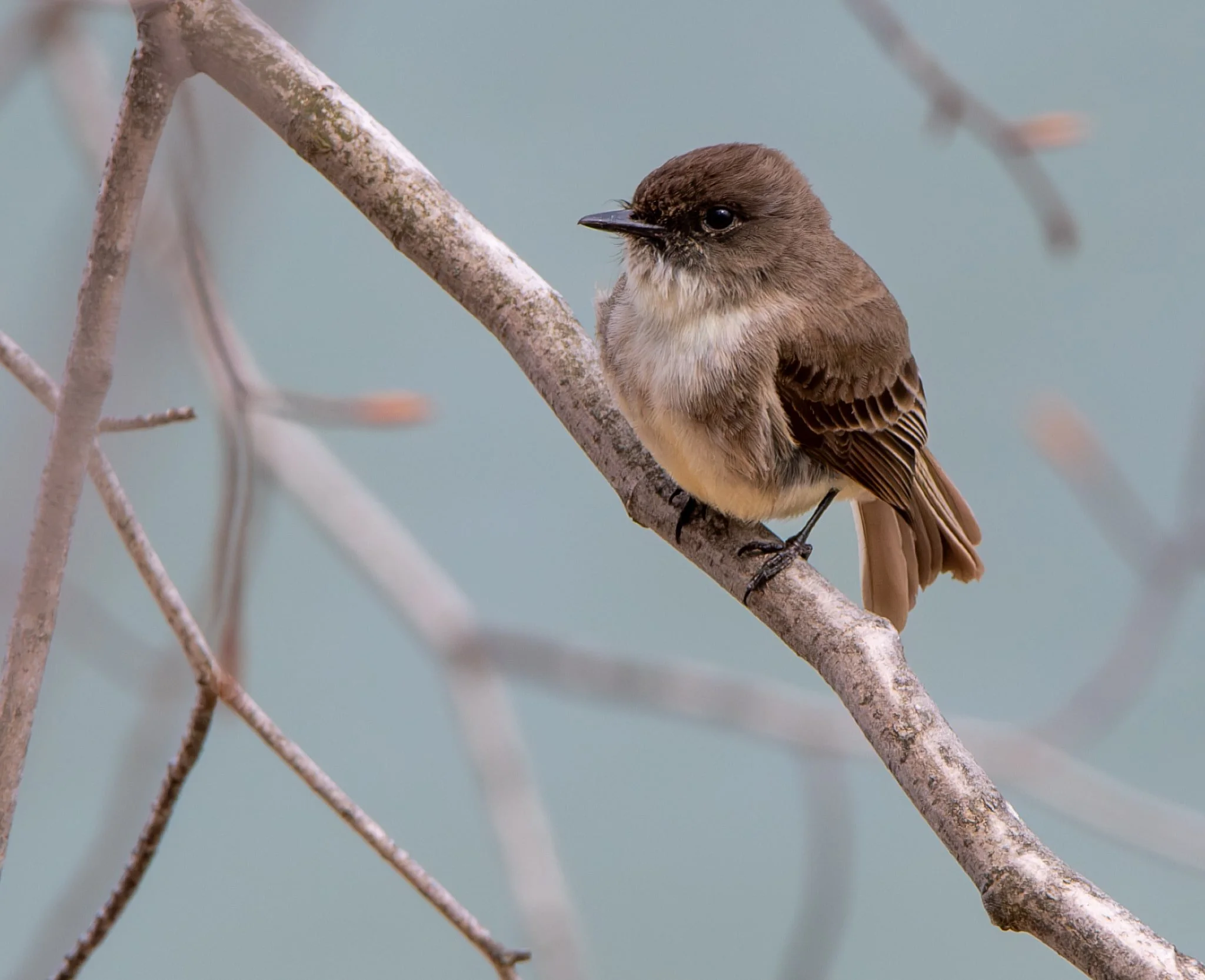 Eastern Phoebe