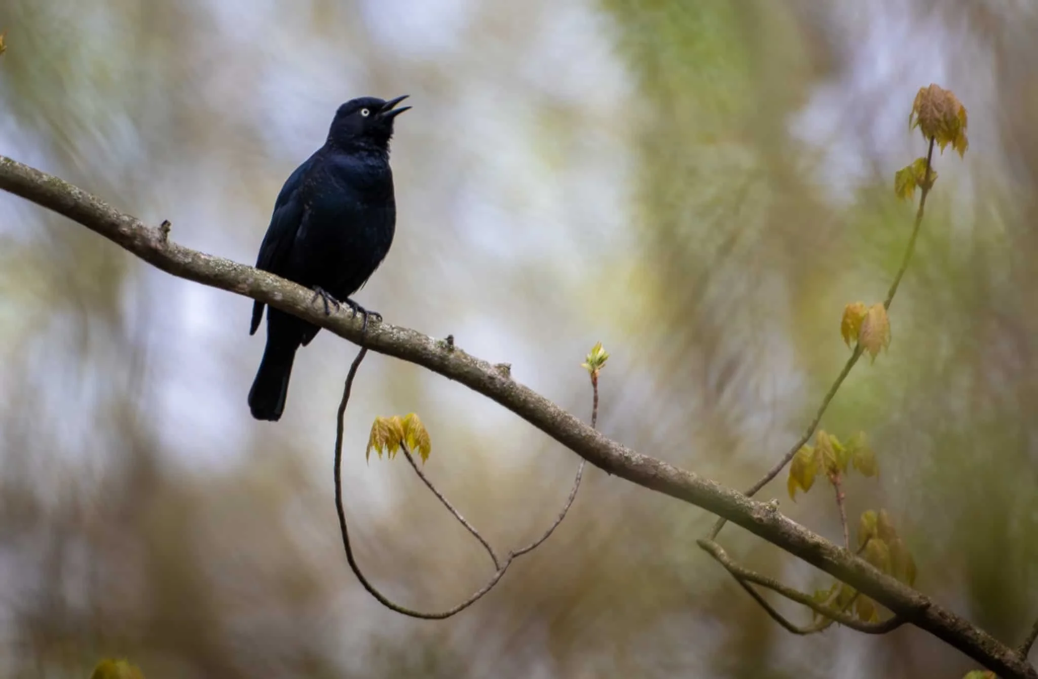 A Rusty Blackbird with his distinctive eye color
